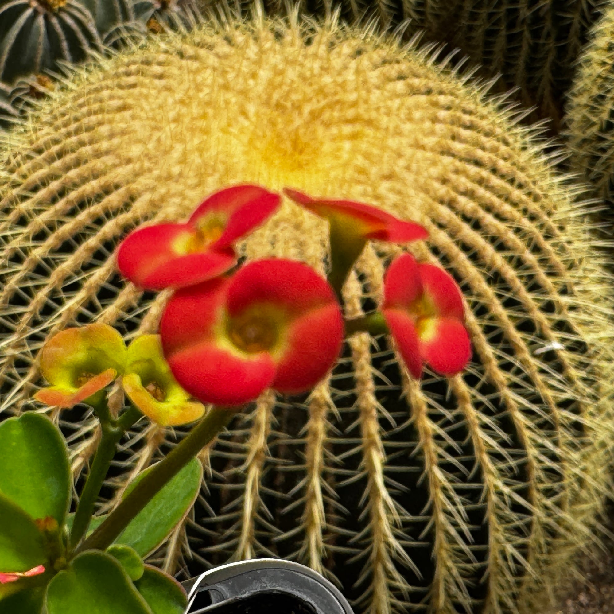 euphorbia-milii-petite-orange-flower