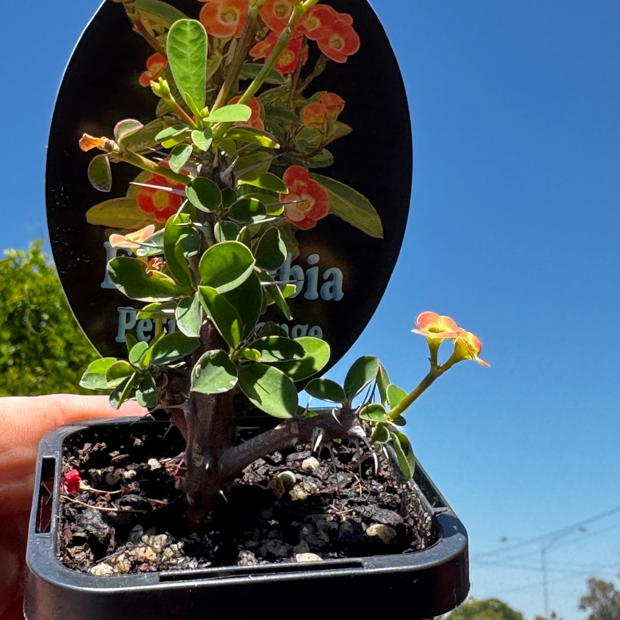 euphorbia-milii-petite-orange-plant-66