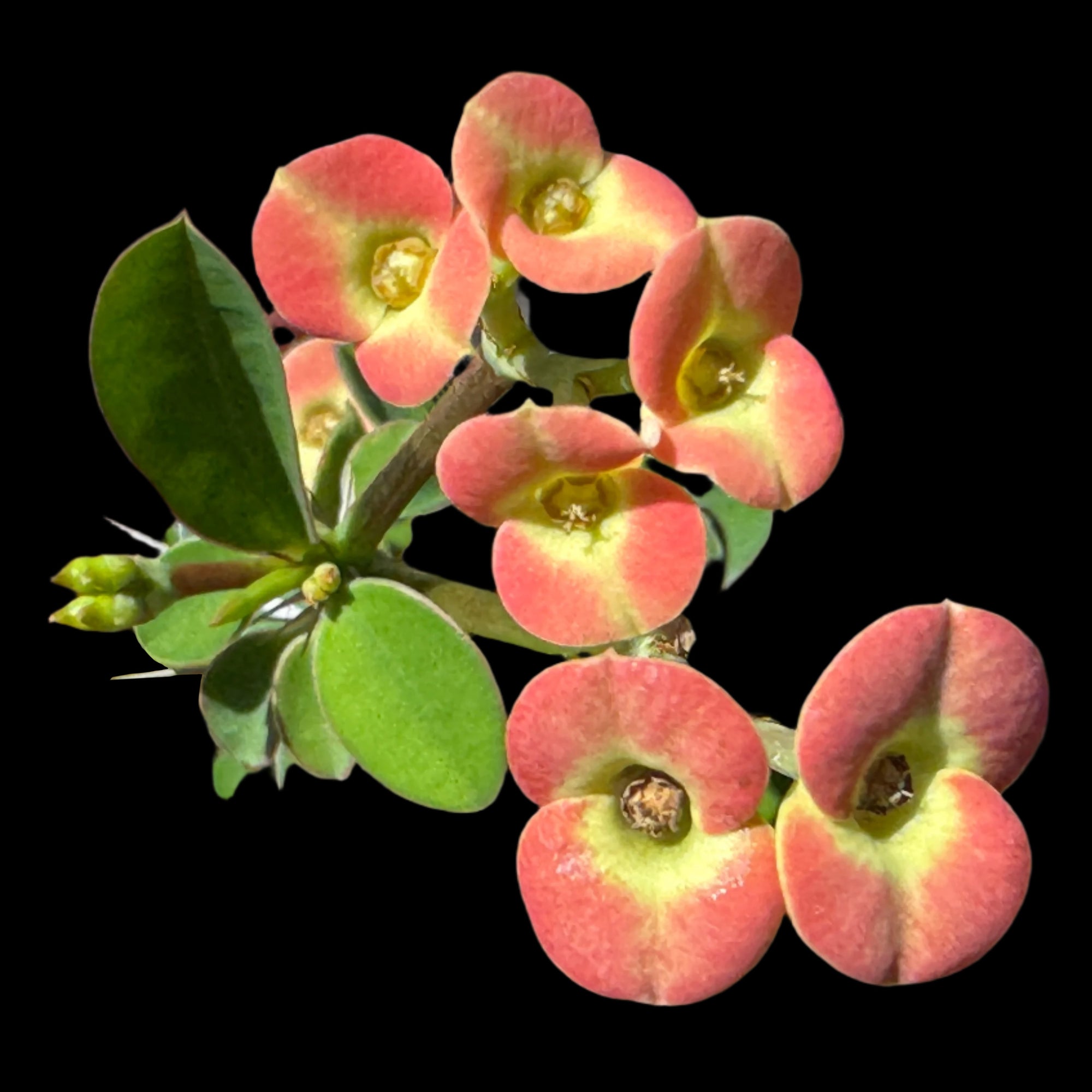 euphorbia-milii-petite-orange