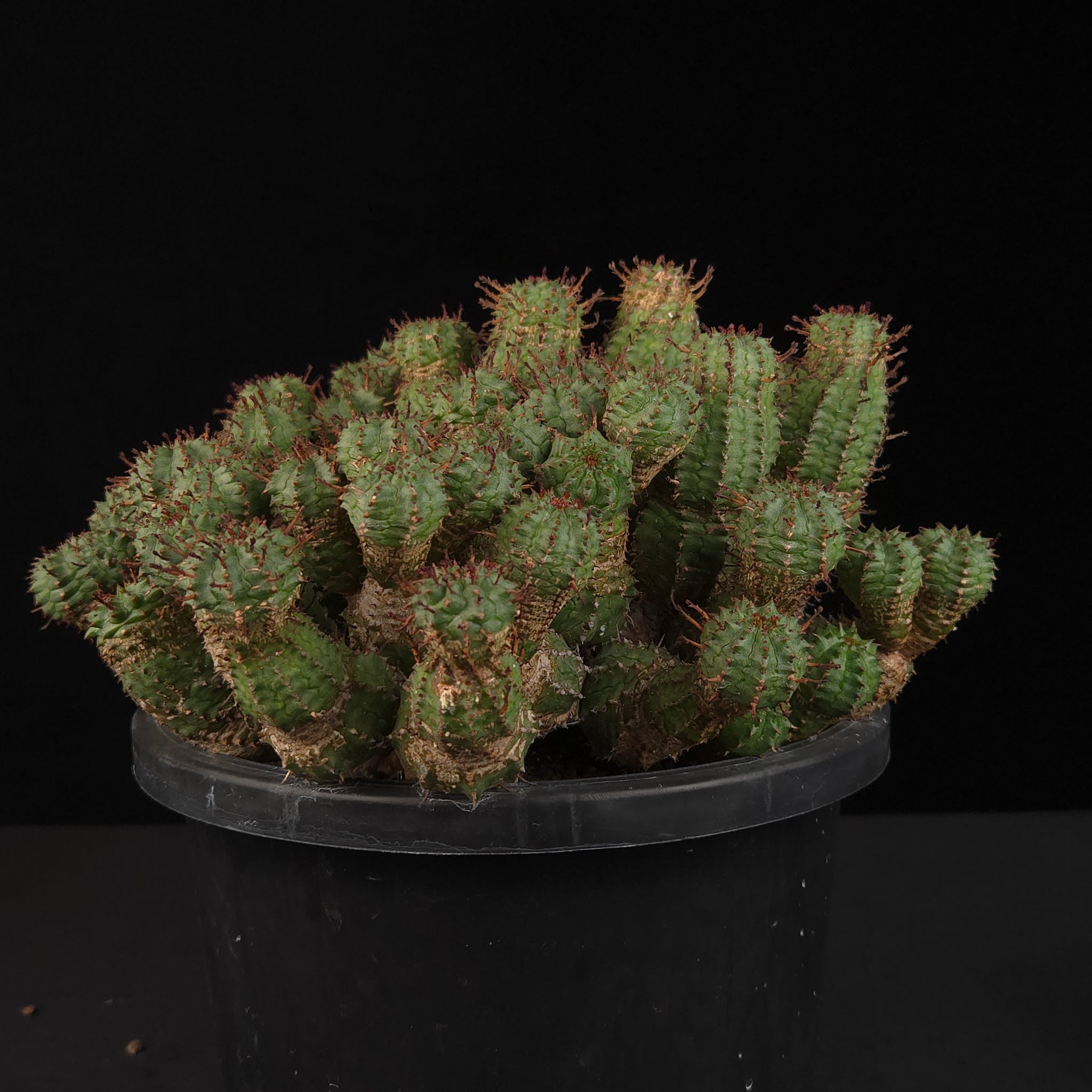 Euphorbia nesemannii showing dense clumping growth in nursery pot