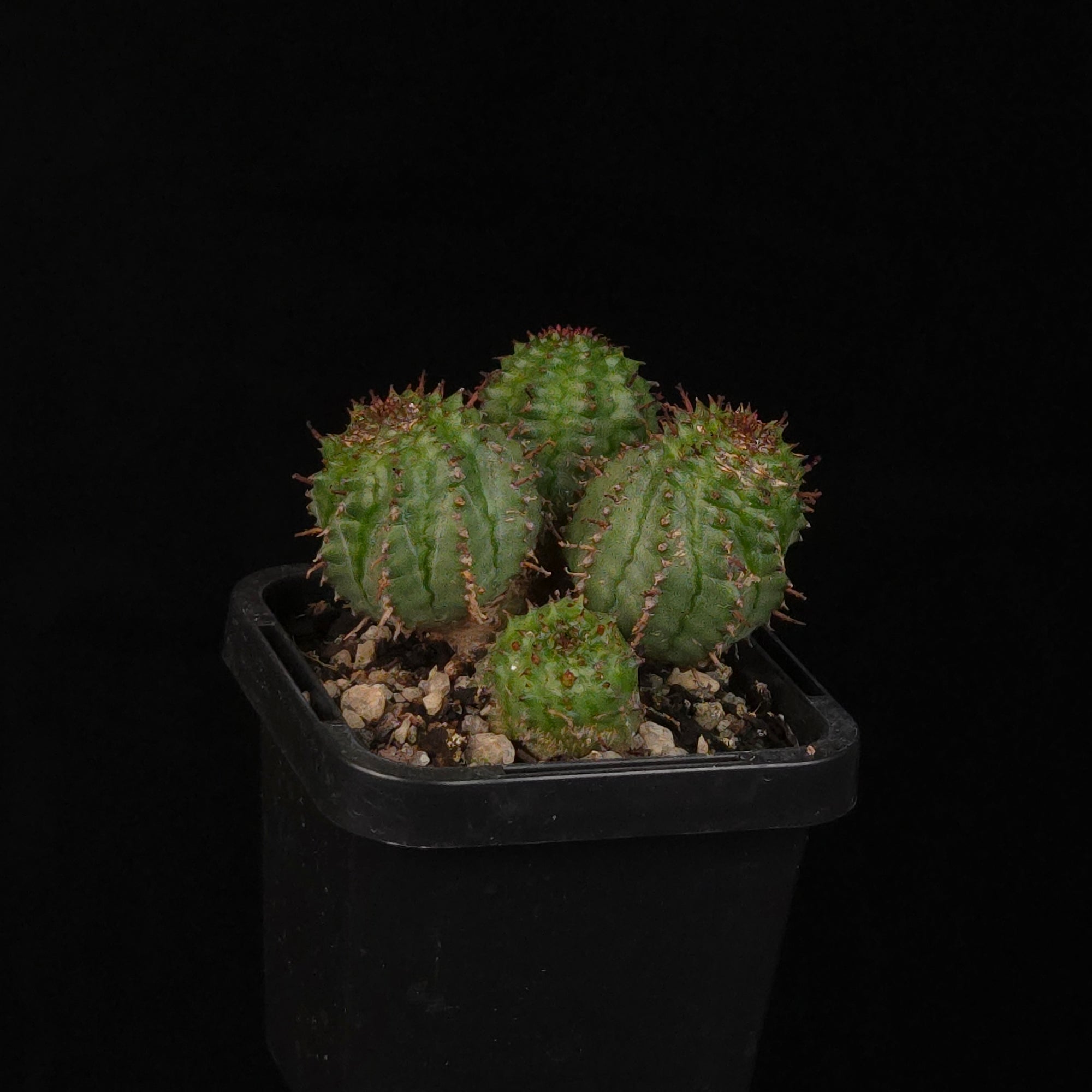 Euphorbia nesemannii with compact clustered ribbed green stems