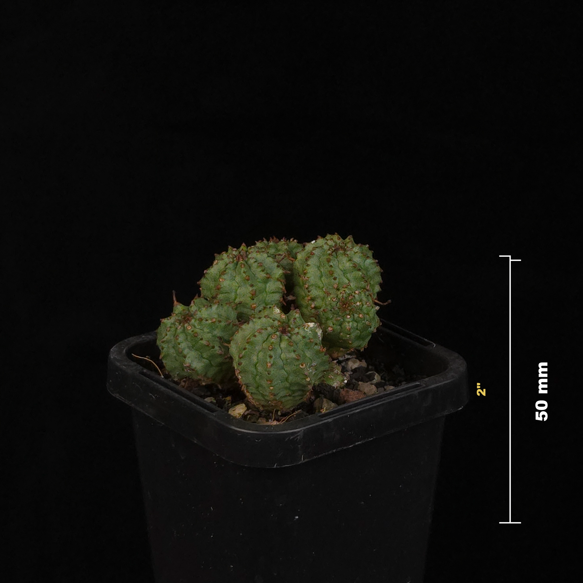 Euphorbia nesemannii compact plant growing in black nursery pot
