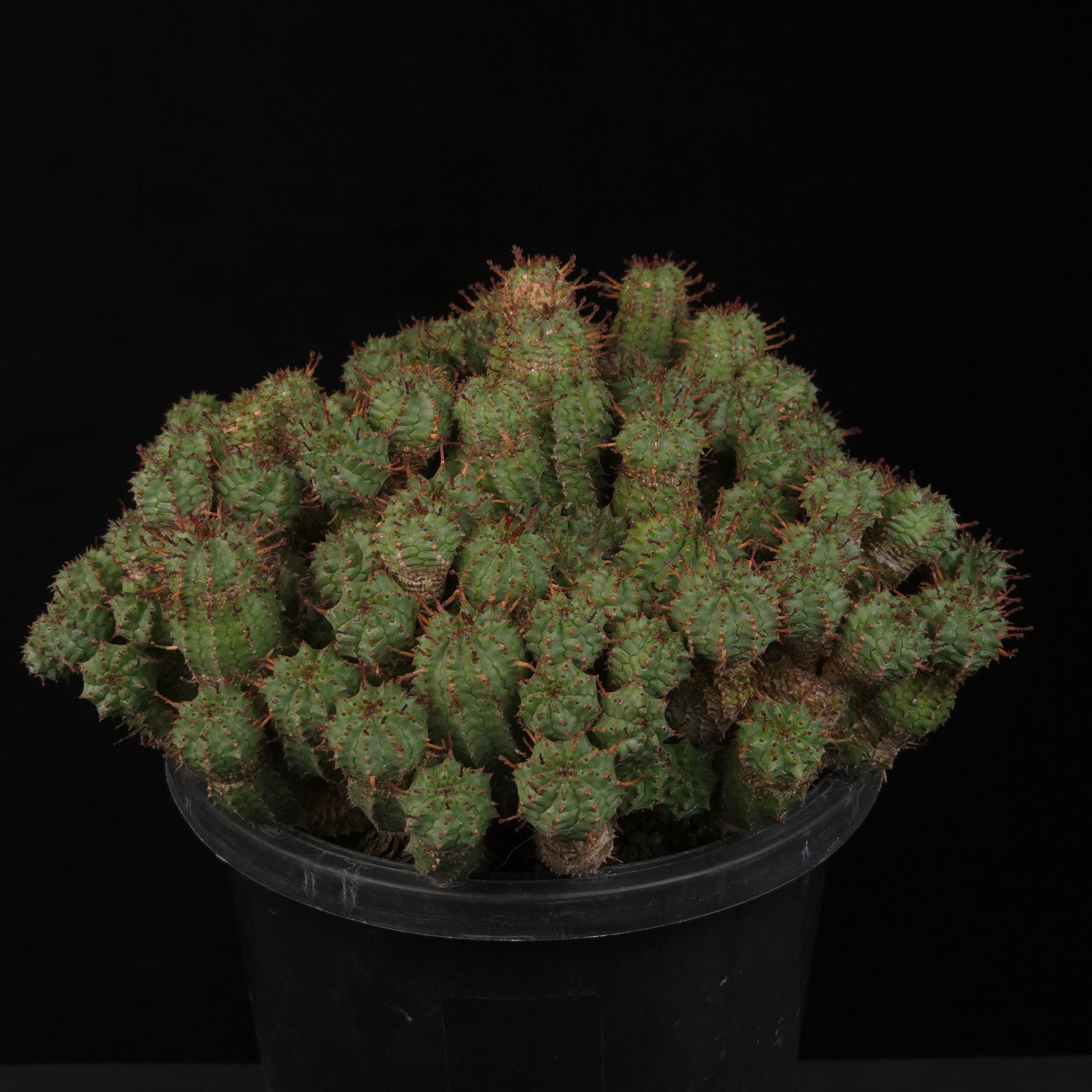 Euphorbia nesemannii viewed from above showing clustered stems