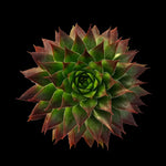 Sempervivum 'Fernwood'