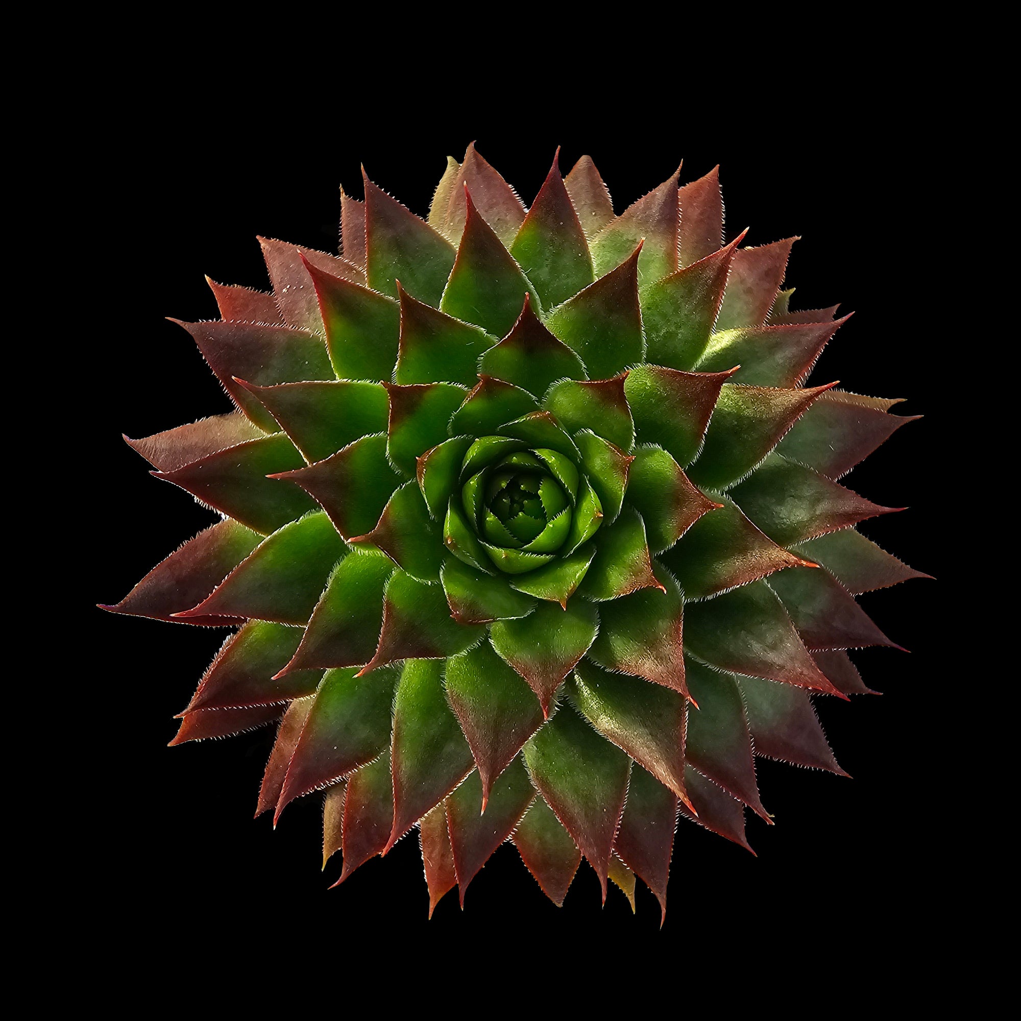 Sempervivum 'Fernwood'