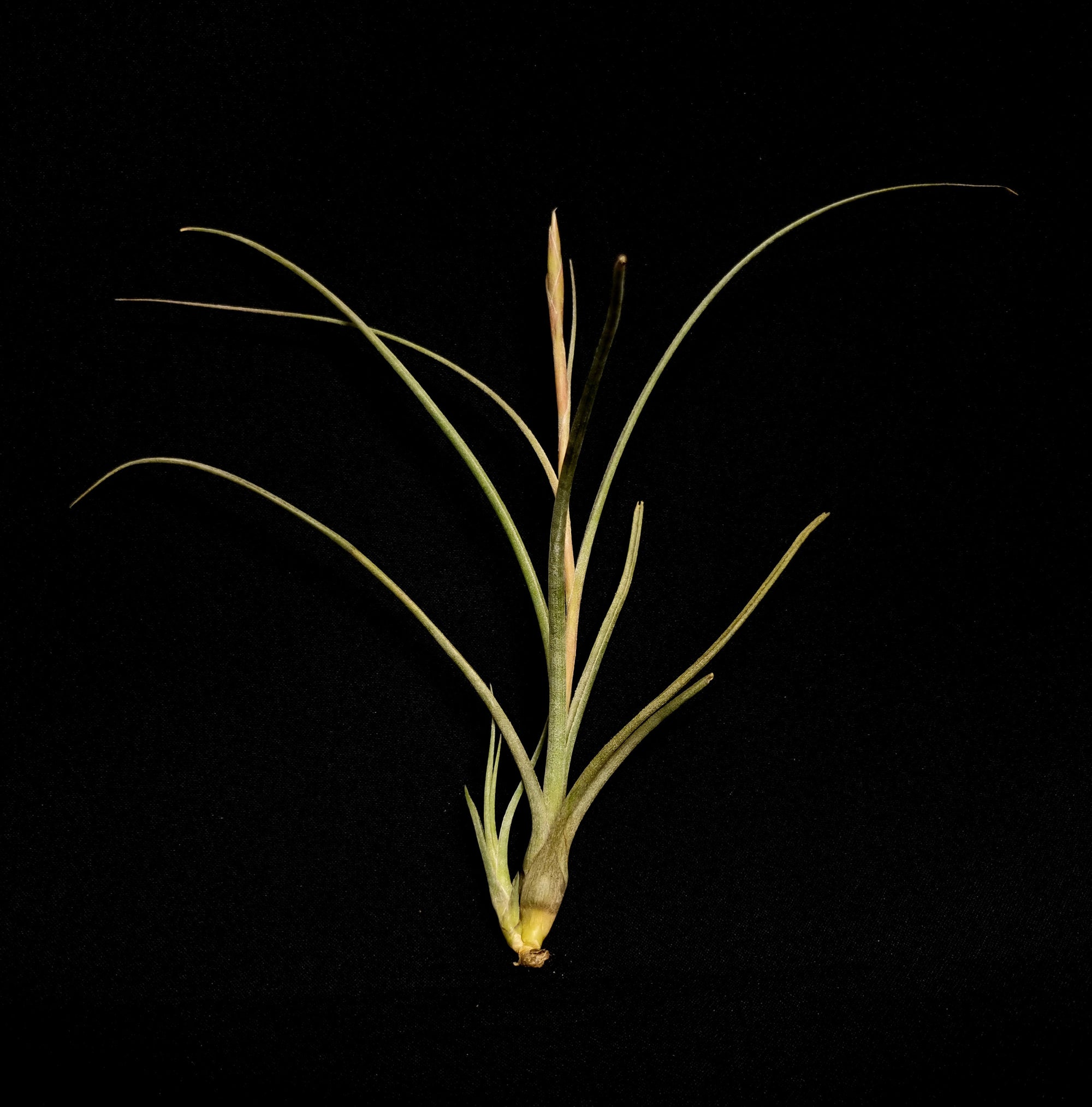 Tillandsia flavoviolacea 'Moonlight' - The Glowing Air Plant