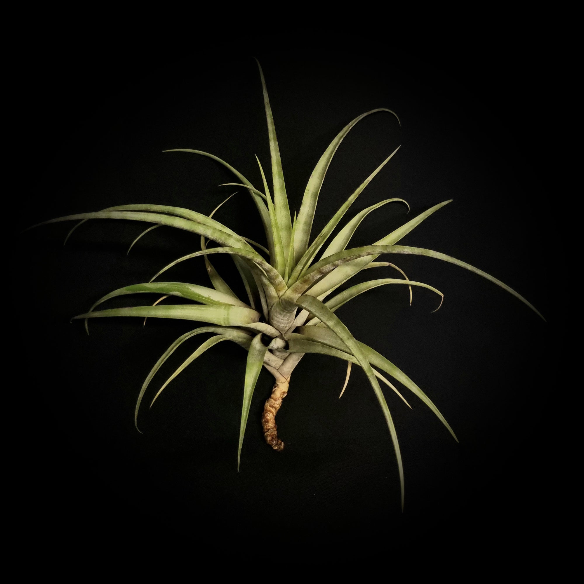 vivipara air plant Tillandsia flexuosa (Viviparous Form) – Collectors Online