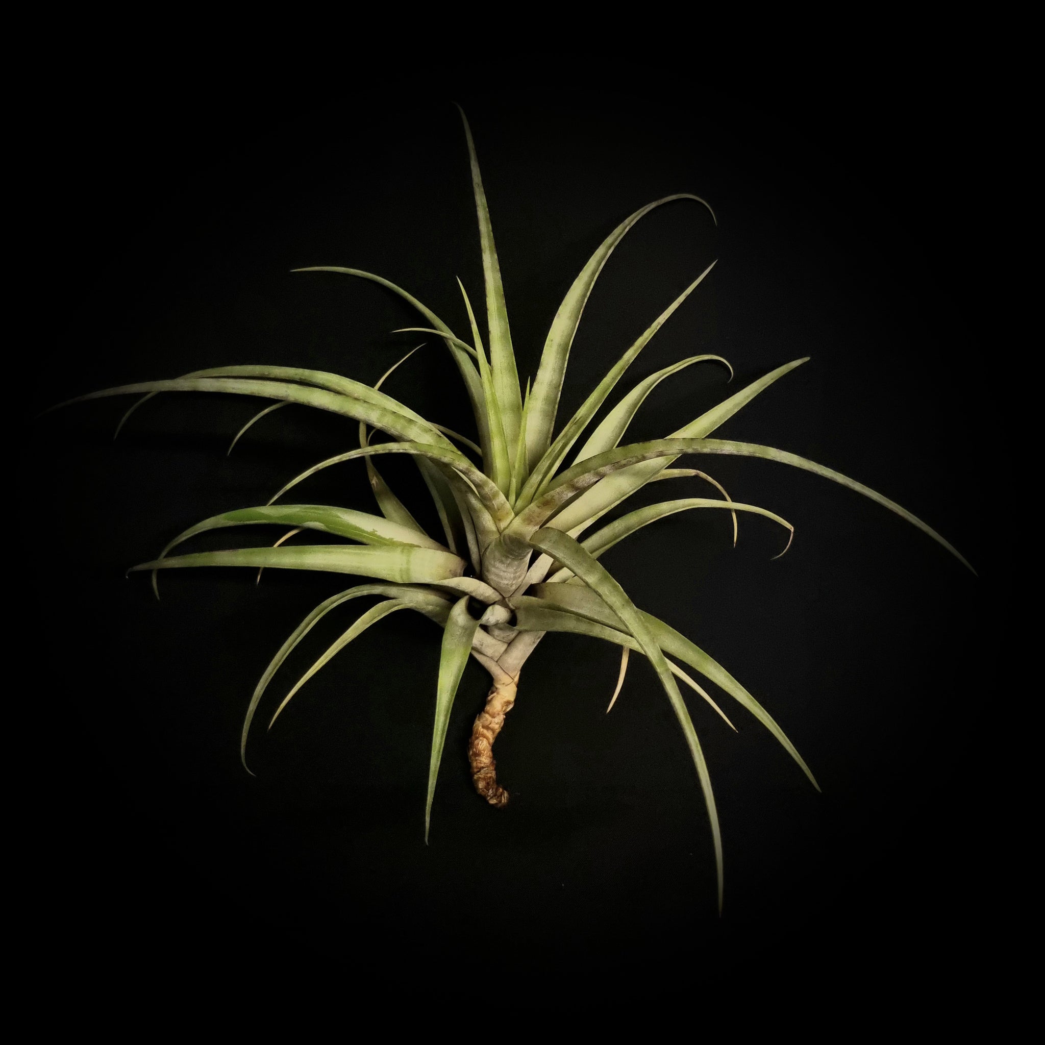 Tillandsia flexuosa - viviparous form