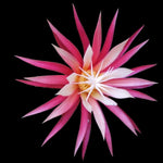 Selenicereus anthonyanus