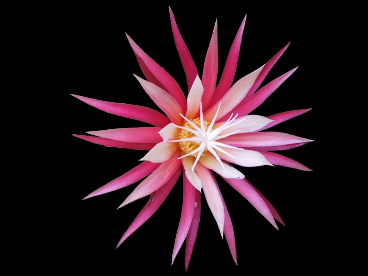 Selenicereus anthonyanus