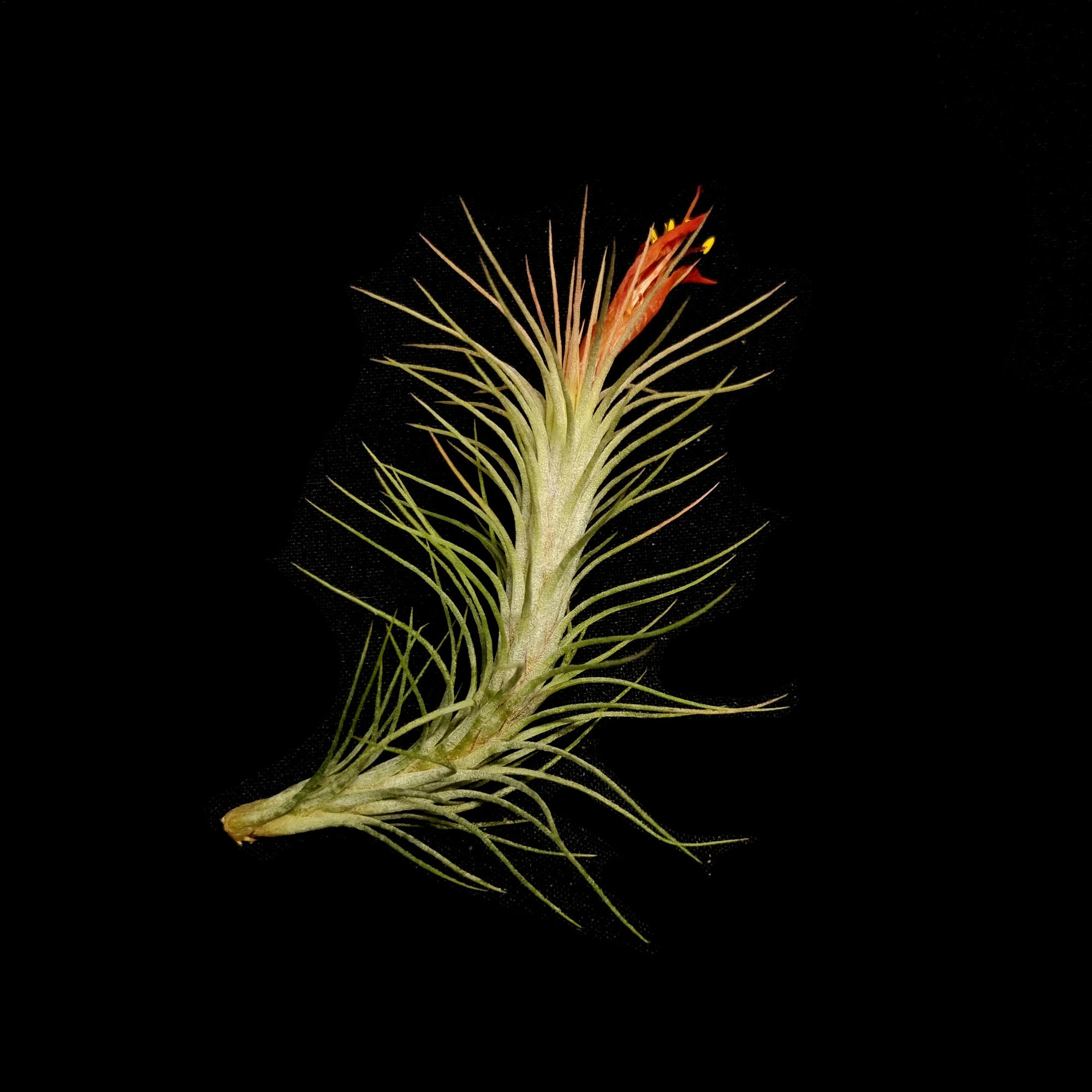 funckiana air plants Tillandsia funckiana – Collectors Online