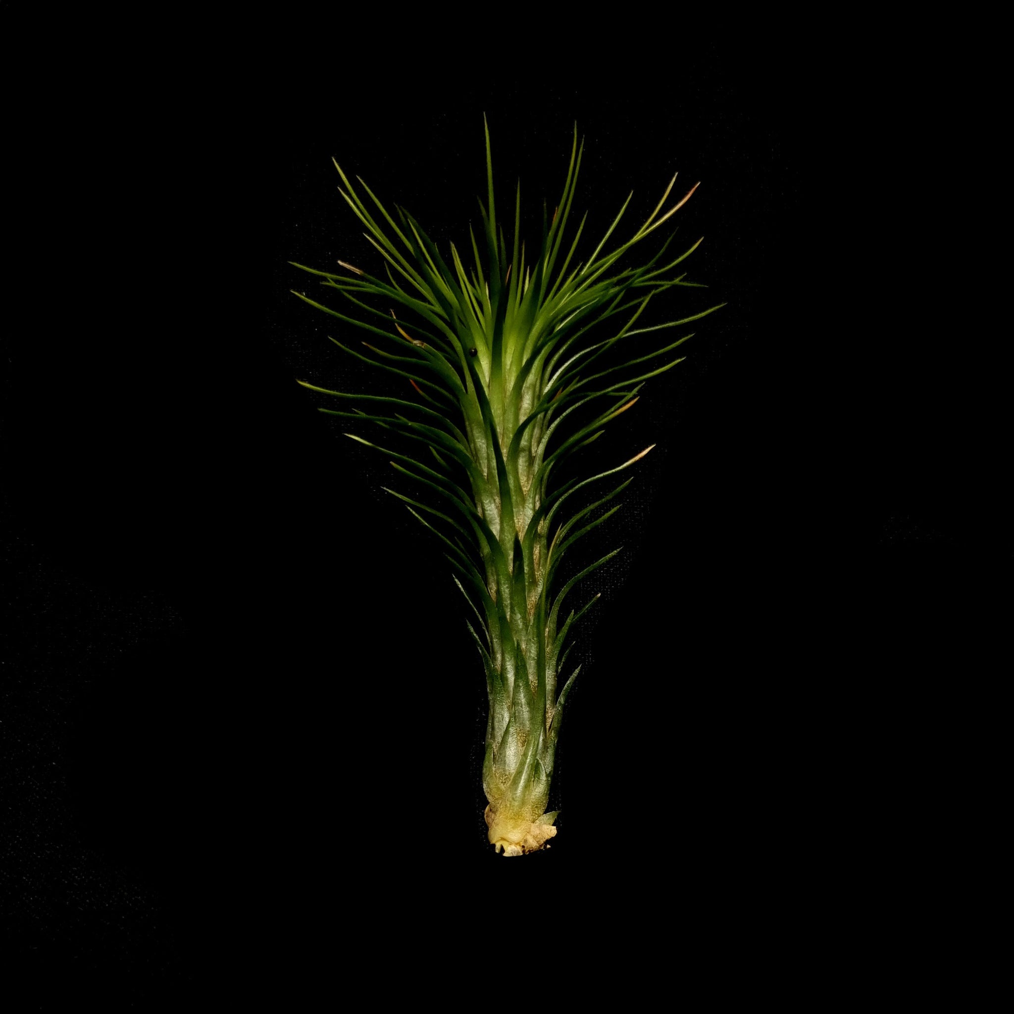 Tillandsia funckiana x 10