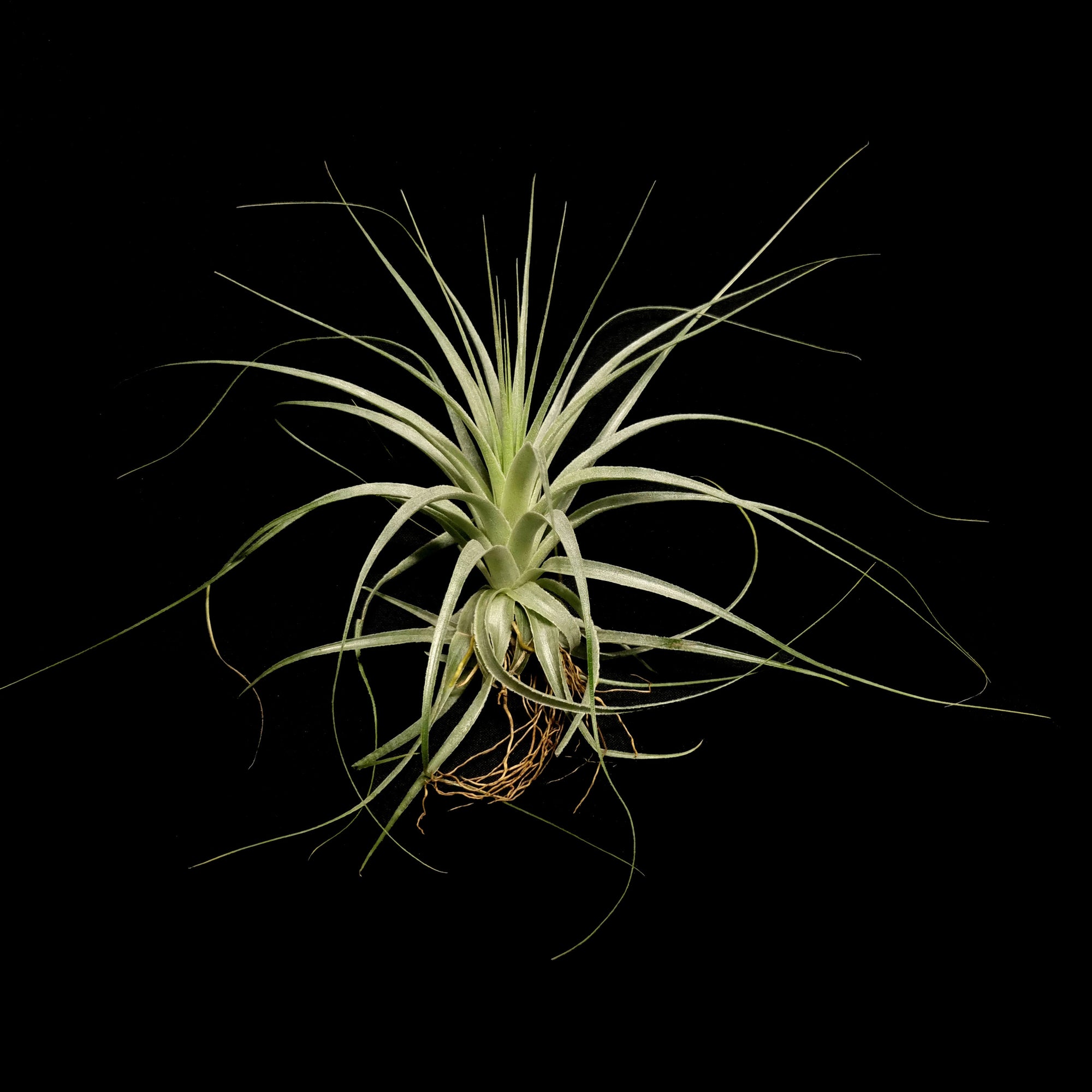 Tillandsia gardneri