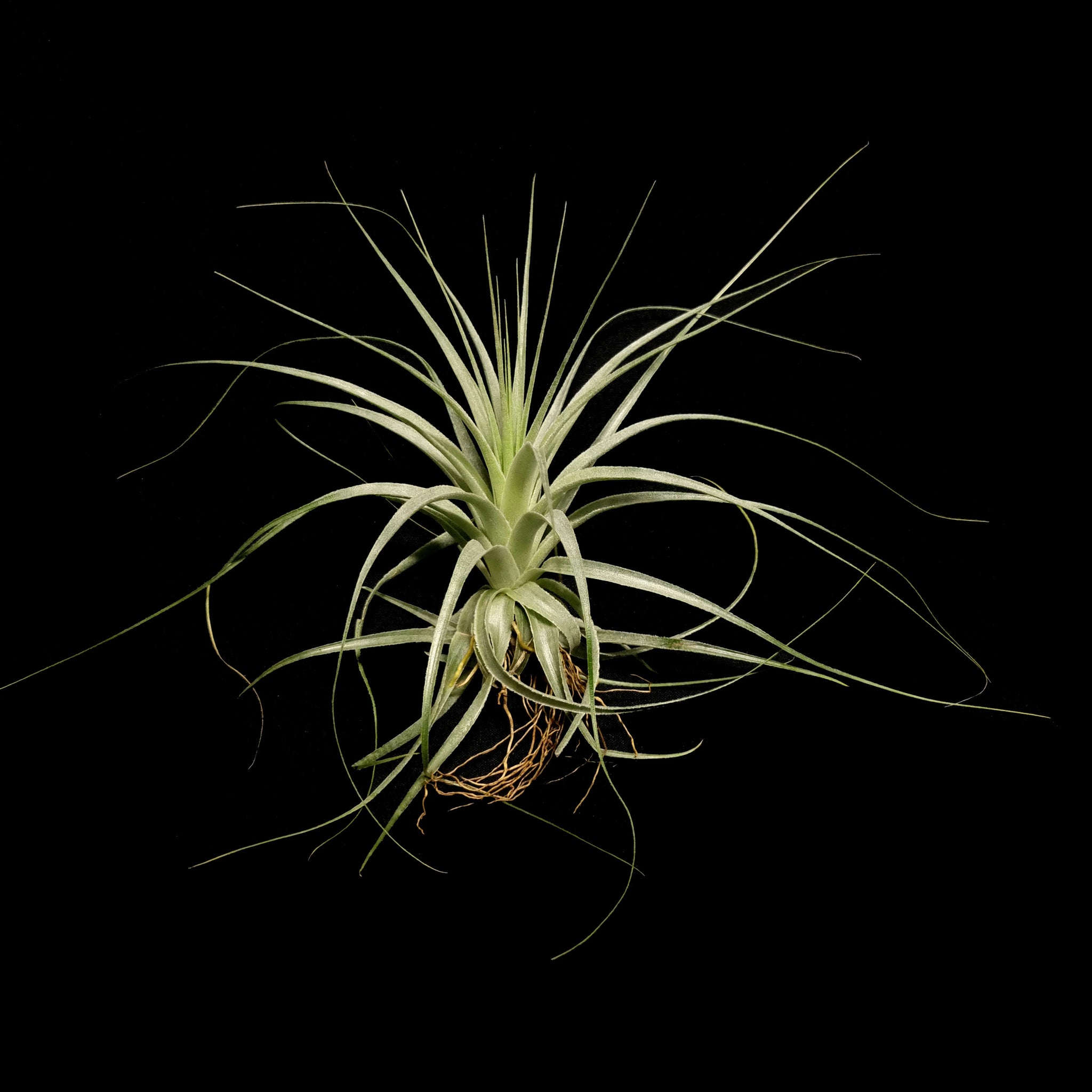 Tillandsia gardneri - The Silvery Air Plant