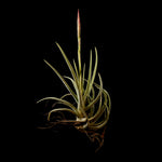 Tillandsia glabrior