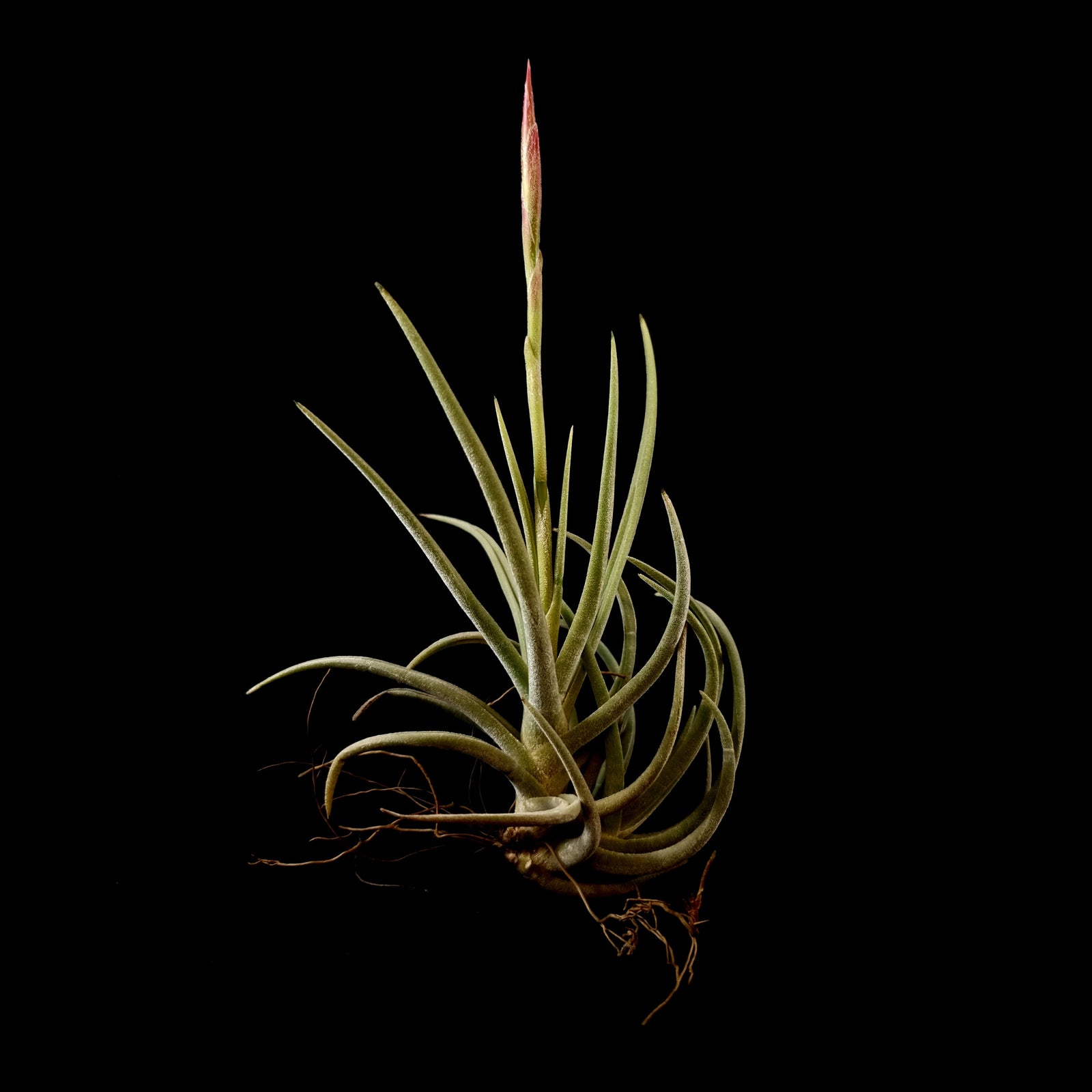 Tillandsia glabrior