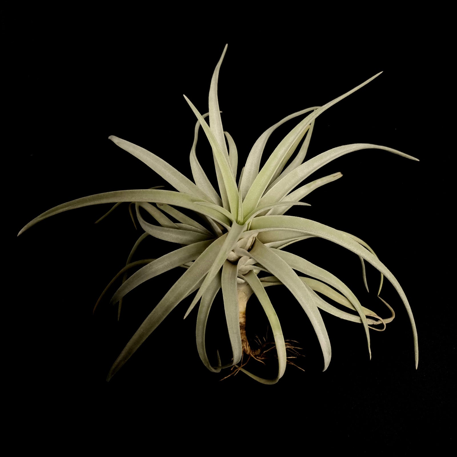 Tillandsia harrisii