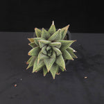Haworthia limifolia var. striata Spider White with striped rosette foliage