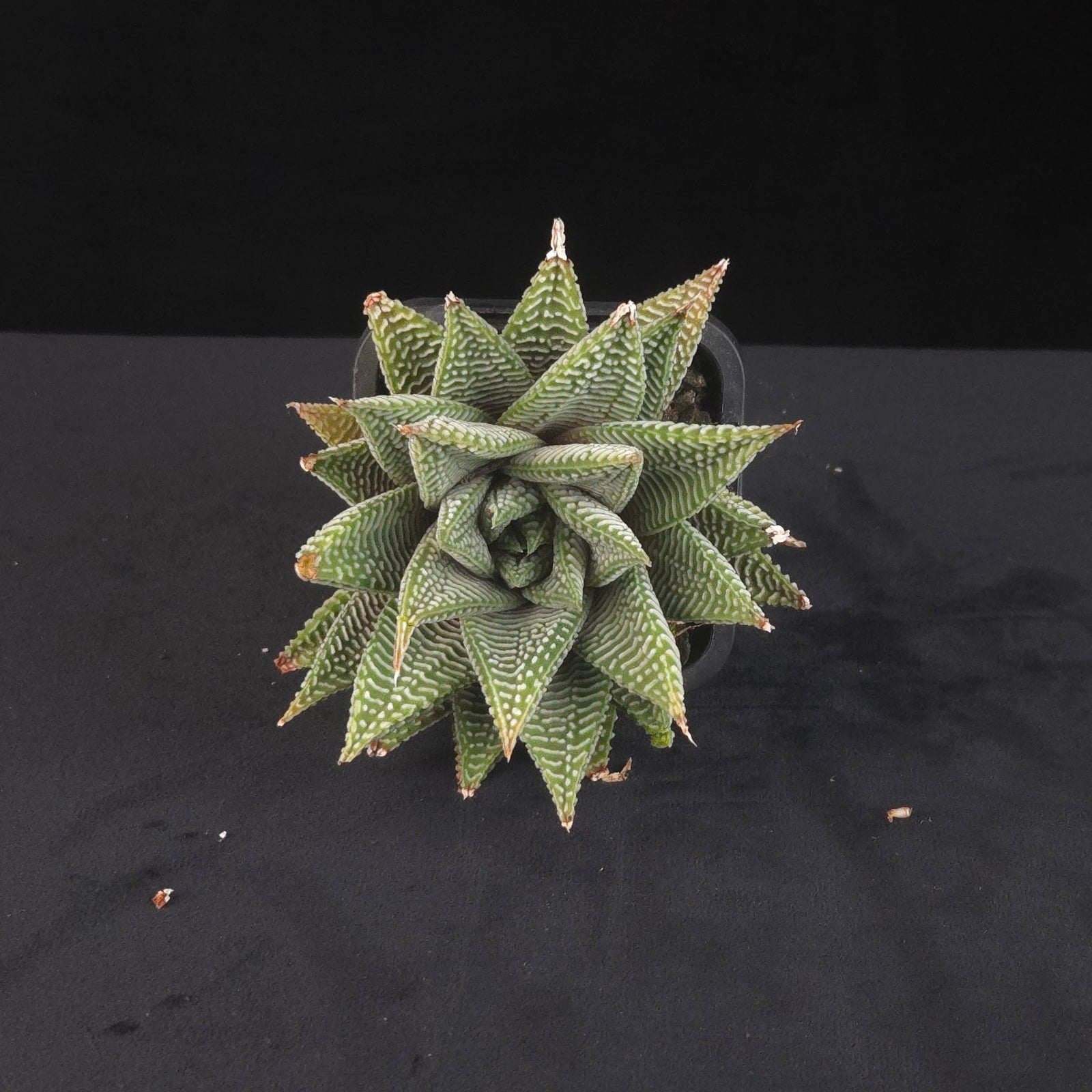 Haworthia limifolia var. striata Spider White with striped rosette foliage