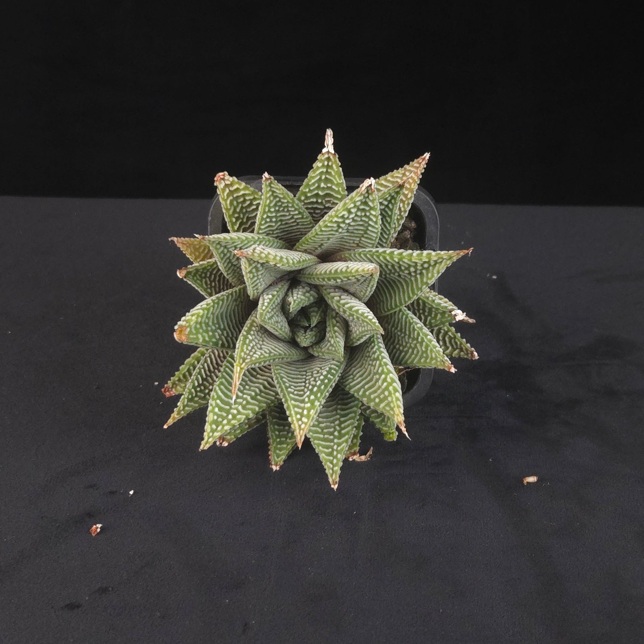 Haworthia limifolia var. striata Spider White with striped rosette foliage