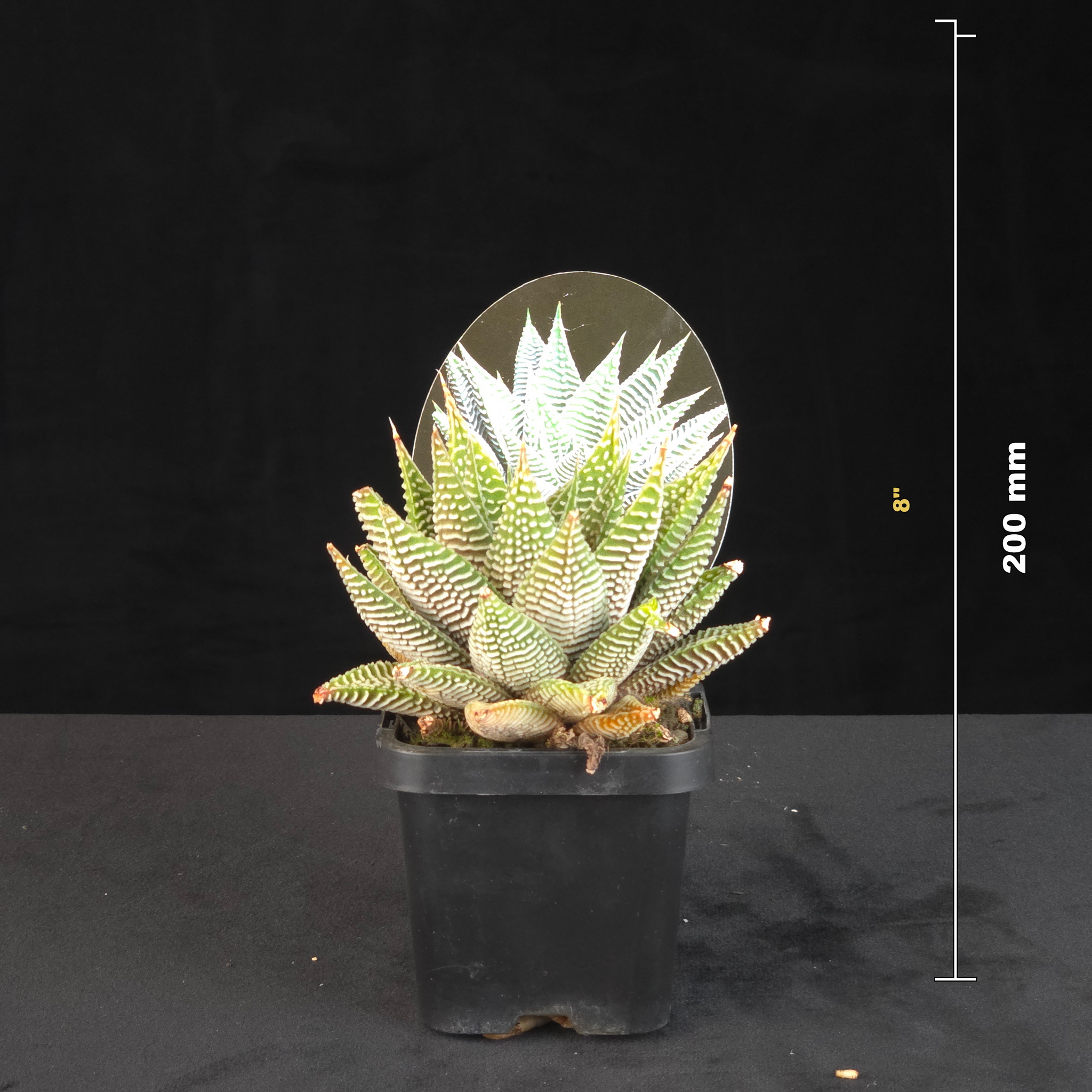 Haworthia limifolia var. striata Spider White shown with size reference