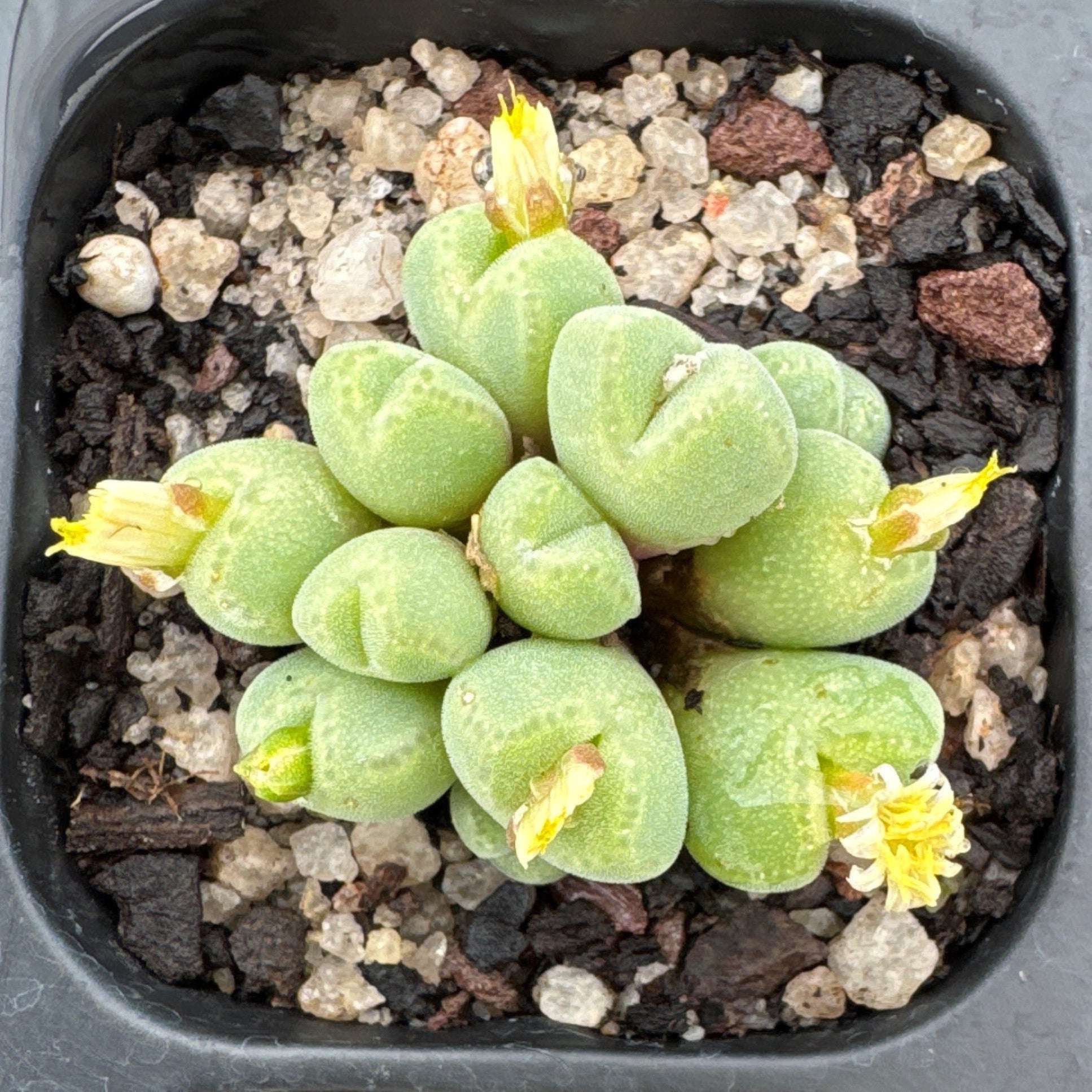 Conophytum hians - Living Stone