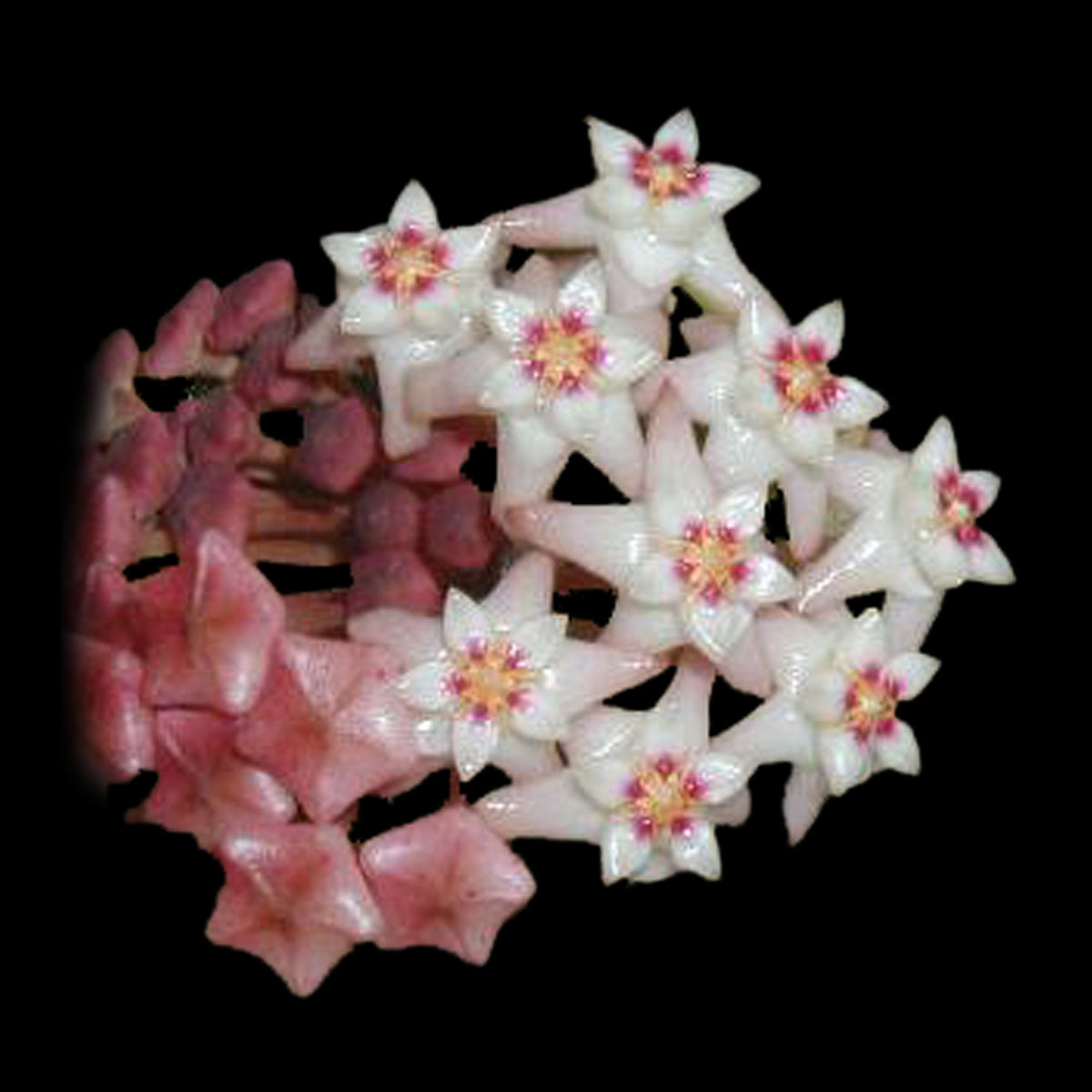 Hoya acuta 'Pink' H055 cluster of pink and white flowers