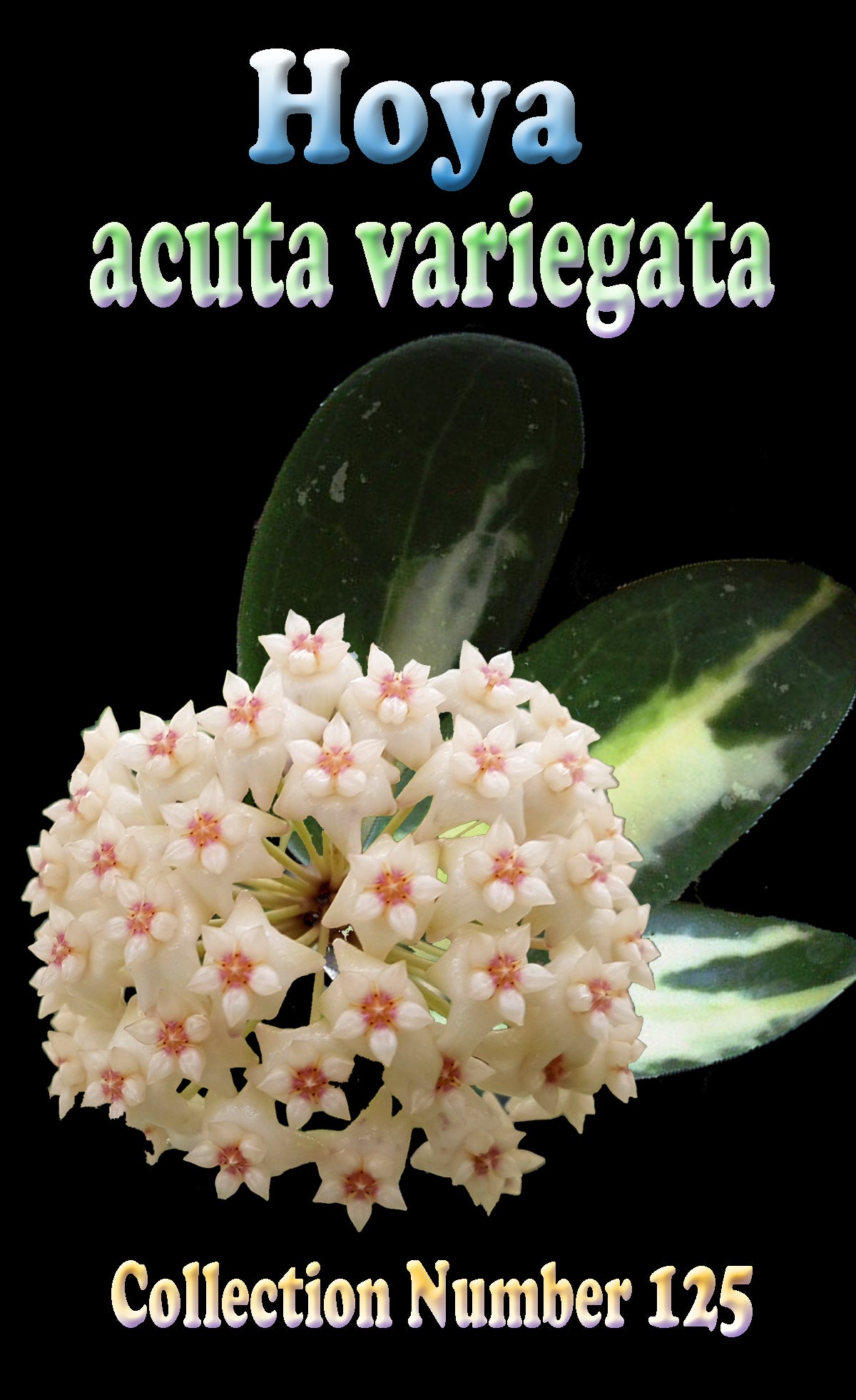 Hoya acuta 'Variegata' H125 flower and foliage feature image