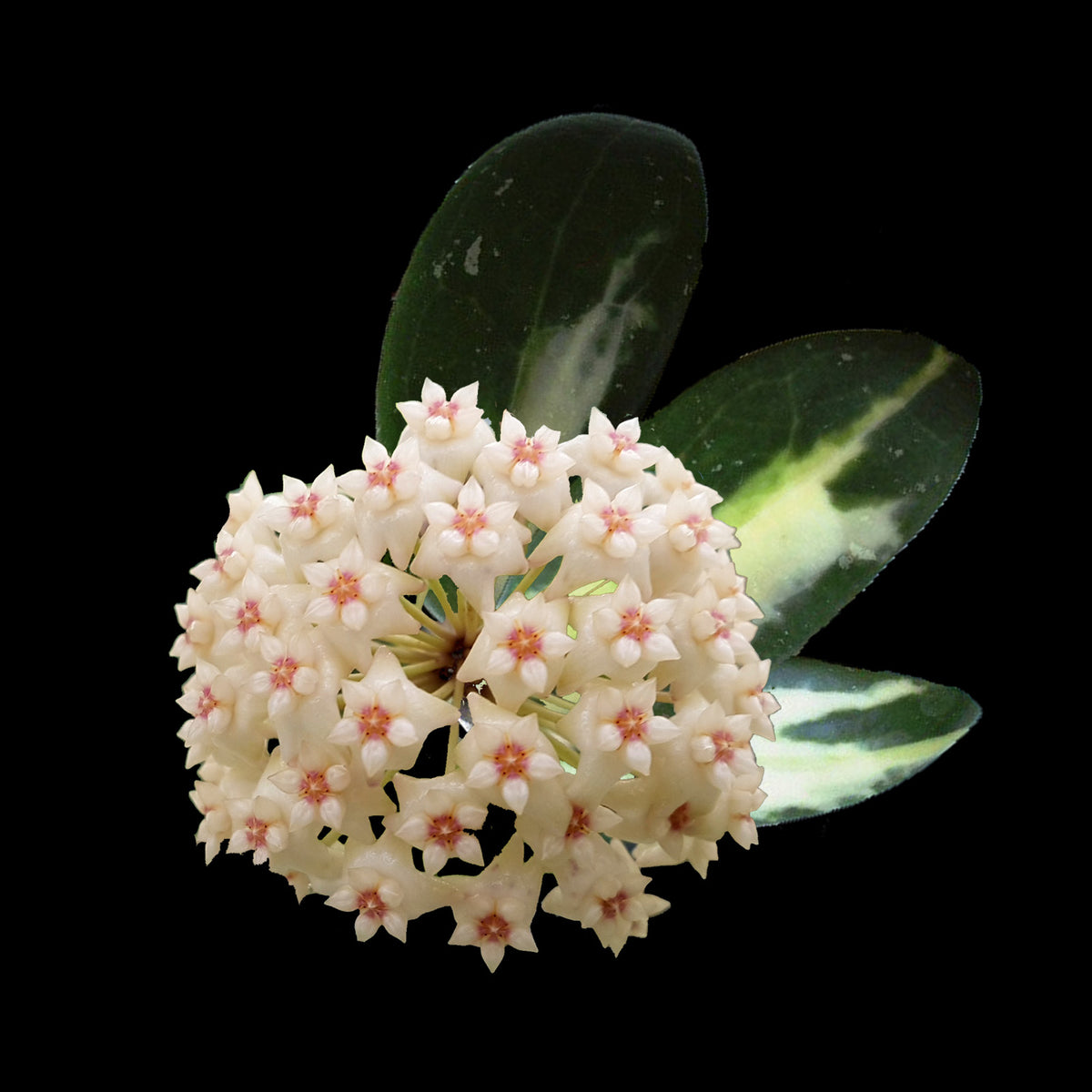 Hoya acuta 'Variegata' H125 flower cluster with green and cream variegated foliage