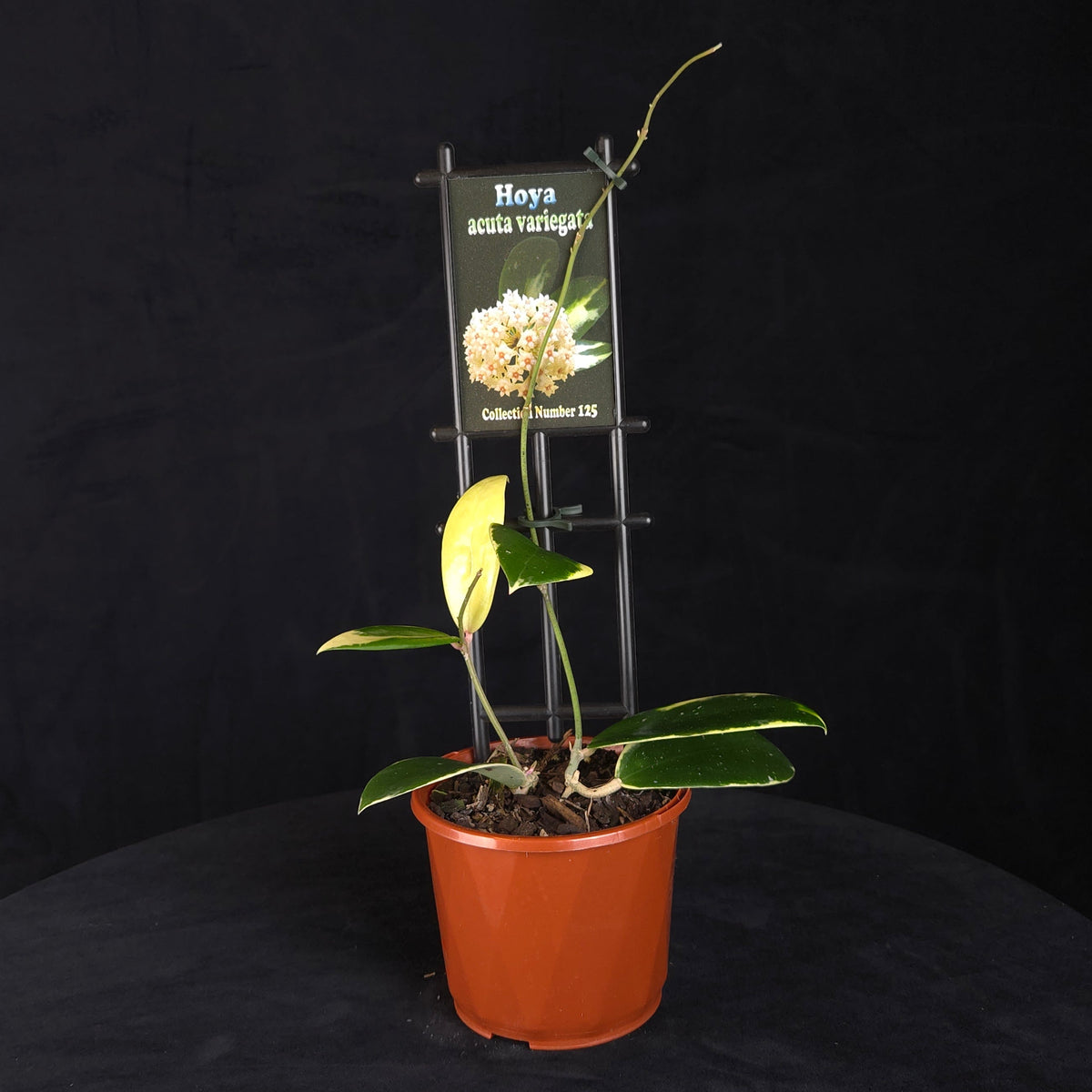 Hoya acuta 'Variegata' H125 potted plant with variegated foliage