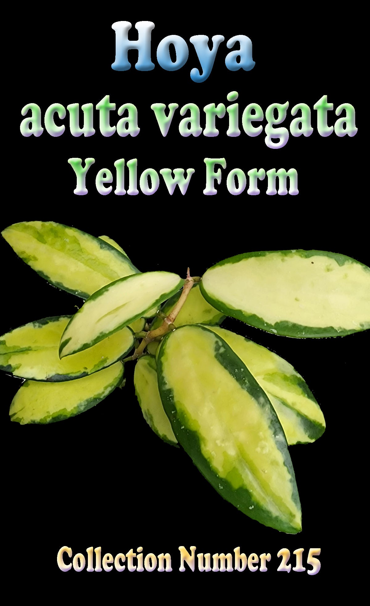 Hoya acuta variegata Yellow Form H215 showing green and yellow leaves