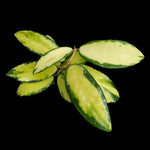 Hoya acuta variegata Yellow Form H215 with yellow variegated foliage