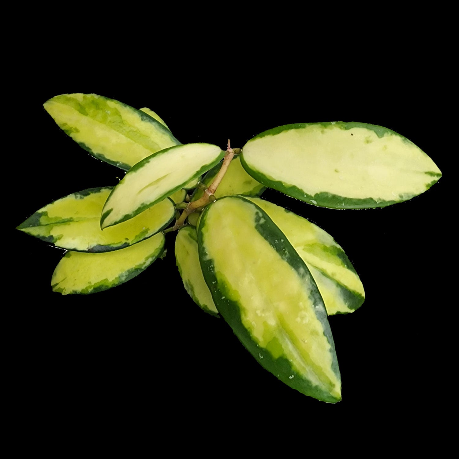 Hoya acuta variegata Yellow Form H215 with yellow variegated foliage