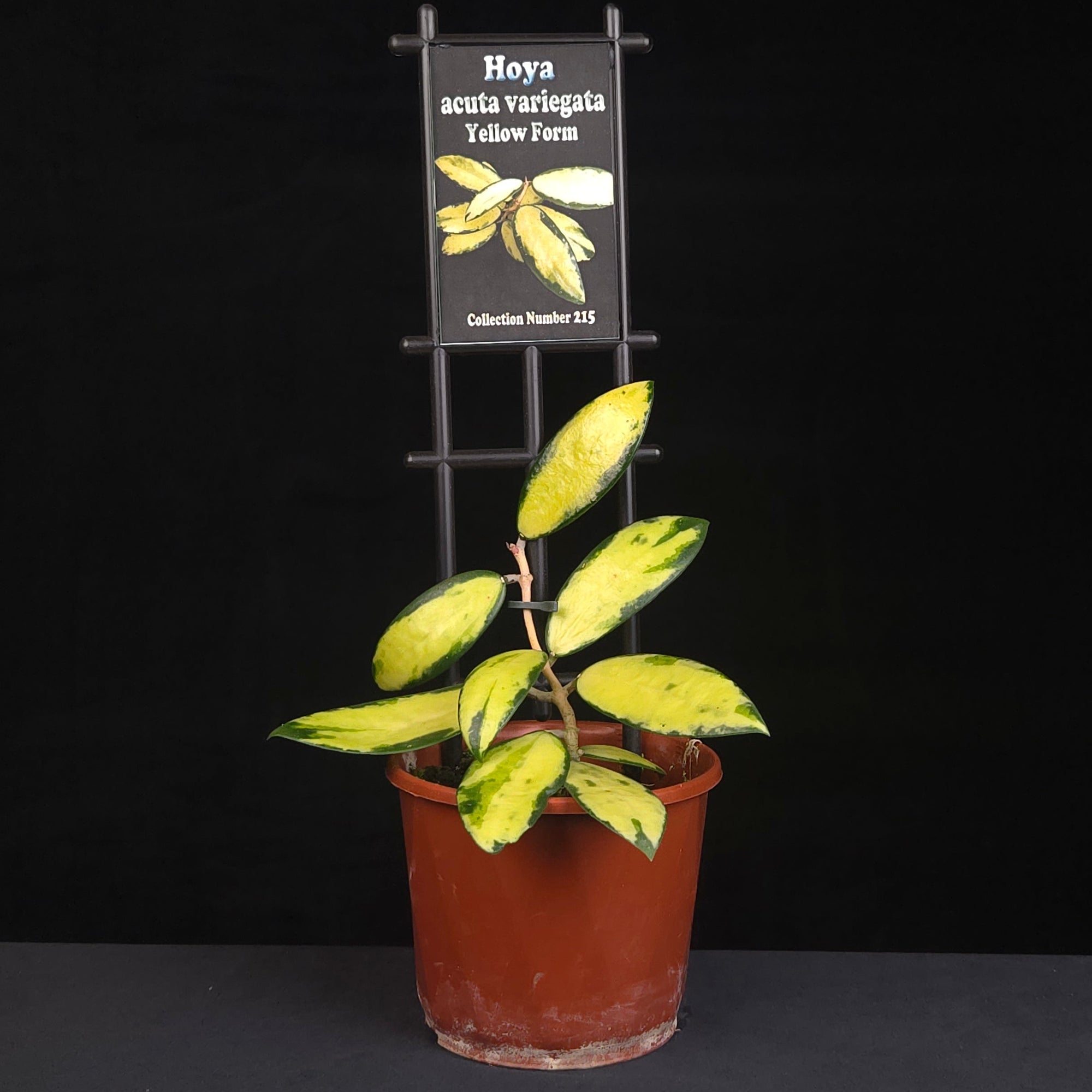 Hoya acuta variegata Yellow Form H215 growing in nursery pot