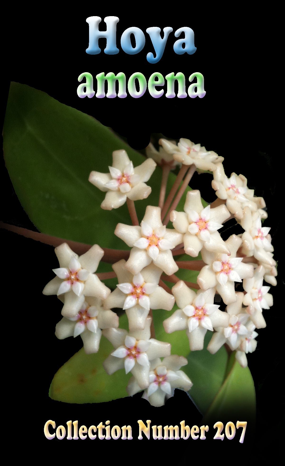 Hoya amoena H207 feature image showing its white and soft pink flowers.