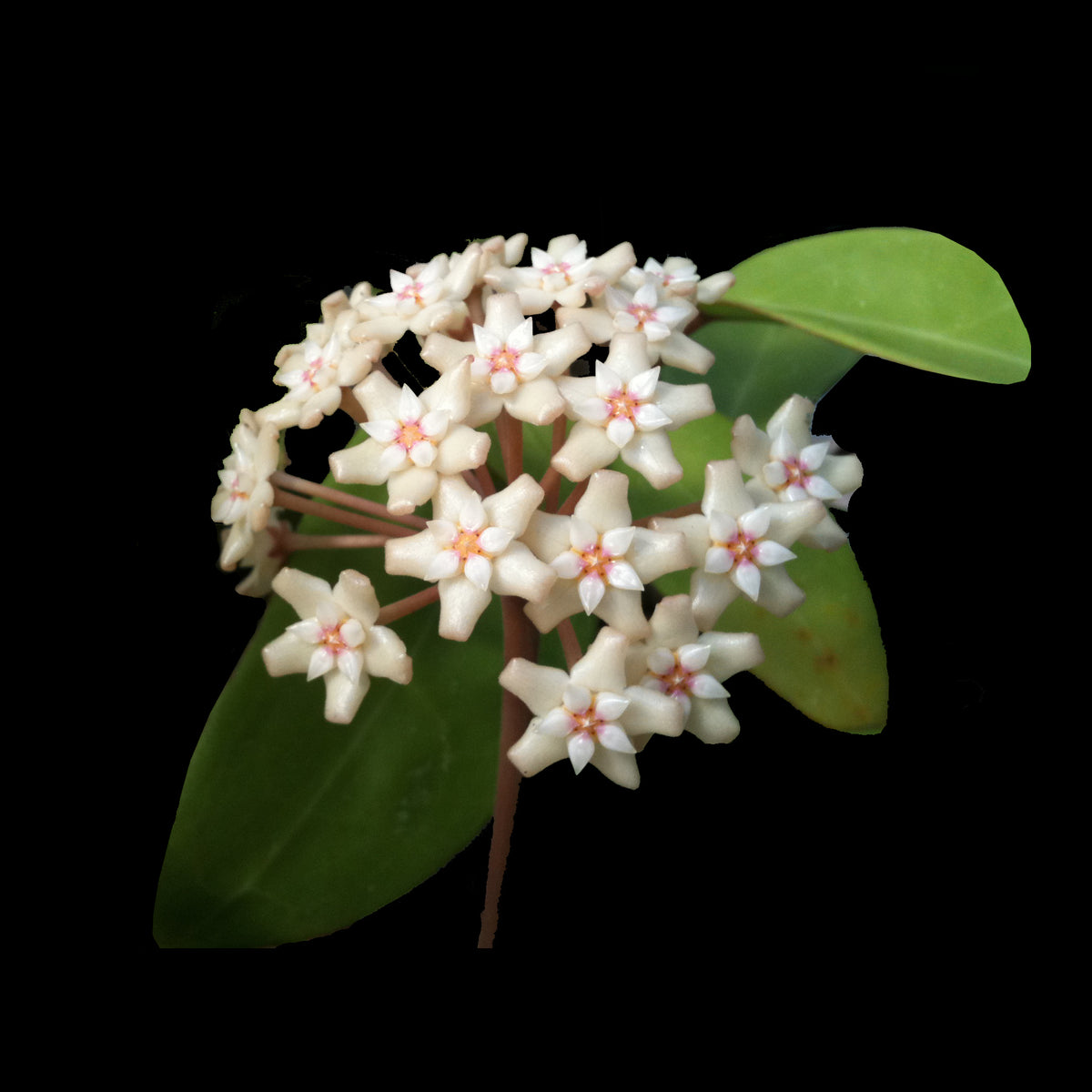White and soft pink flower clusters of Hoya amoena H207.
