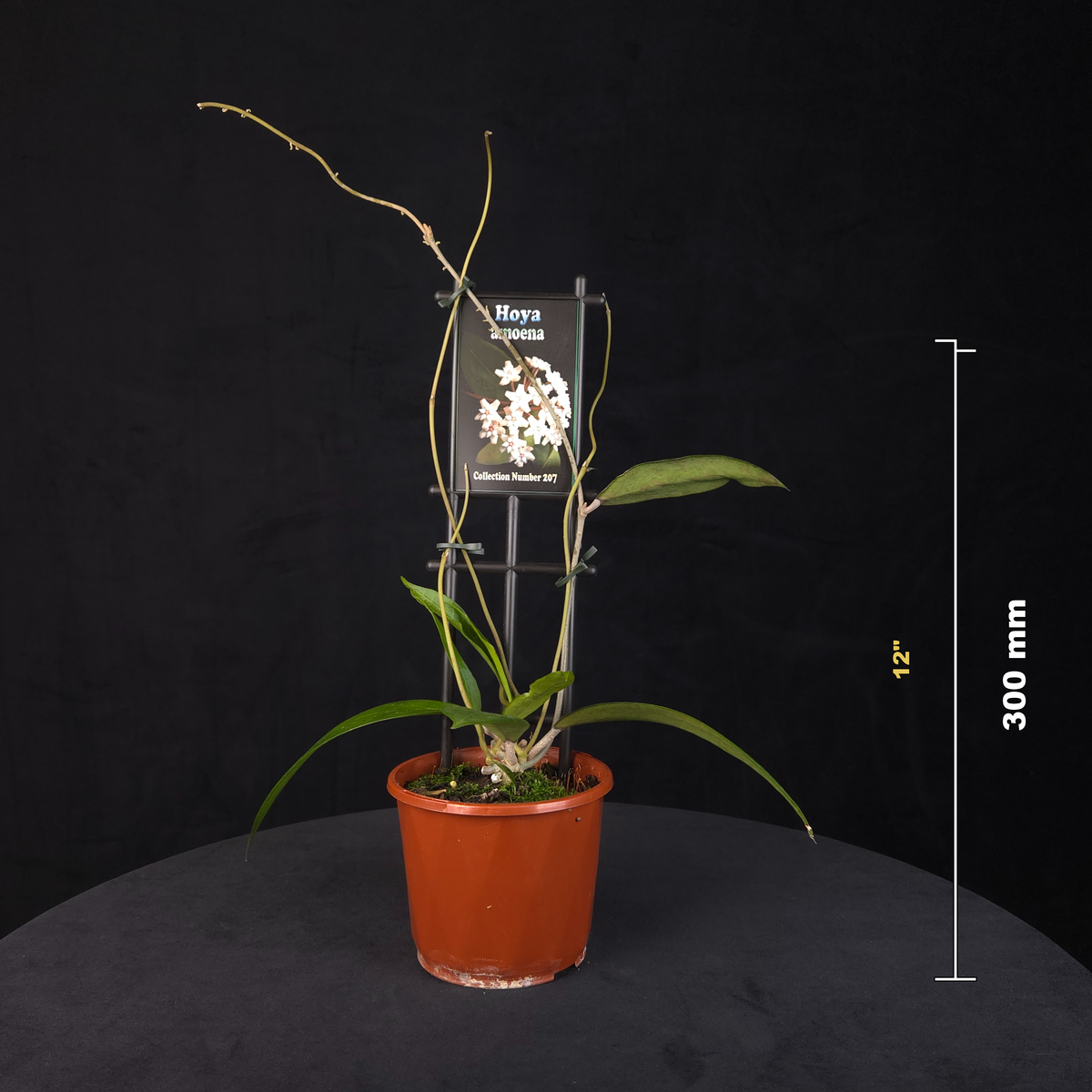 Hoya amoena H207 potted plant shown with size reference.