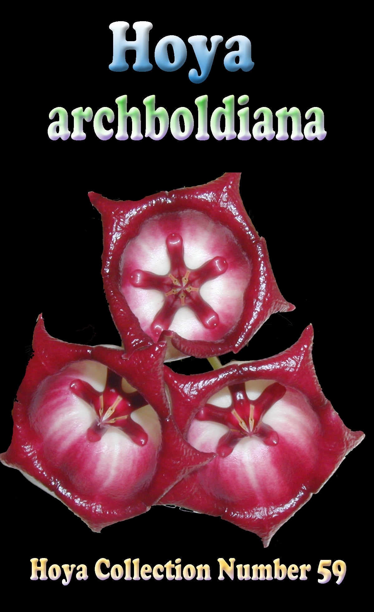 Hoya archboldiana H059 feature image showing red flowers