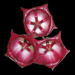 Hoya archboldiana H059 with large red and white flowers