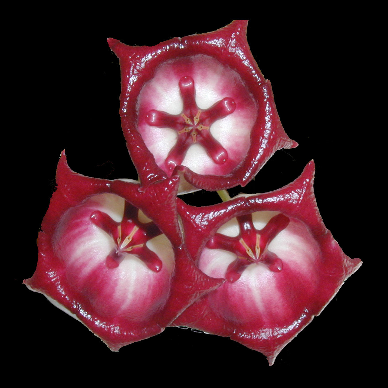 Hoya archboldiana H059 with large red and white flowers