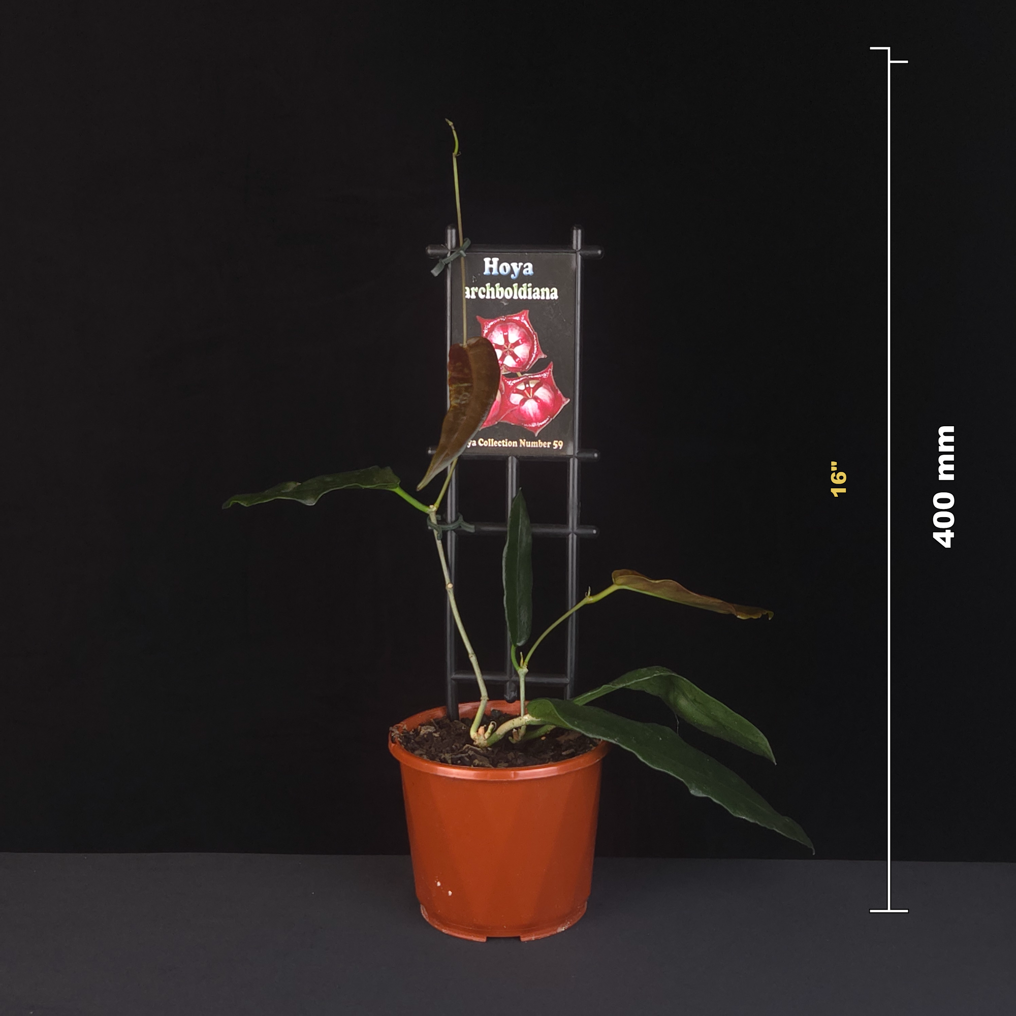 Hoya archboldiana H059 potted plant shown with size reference