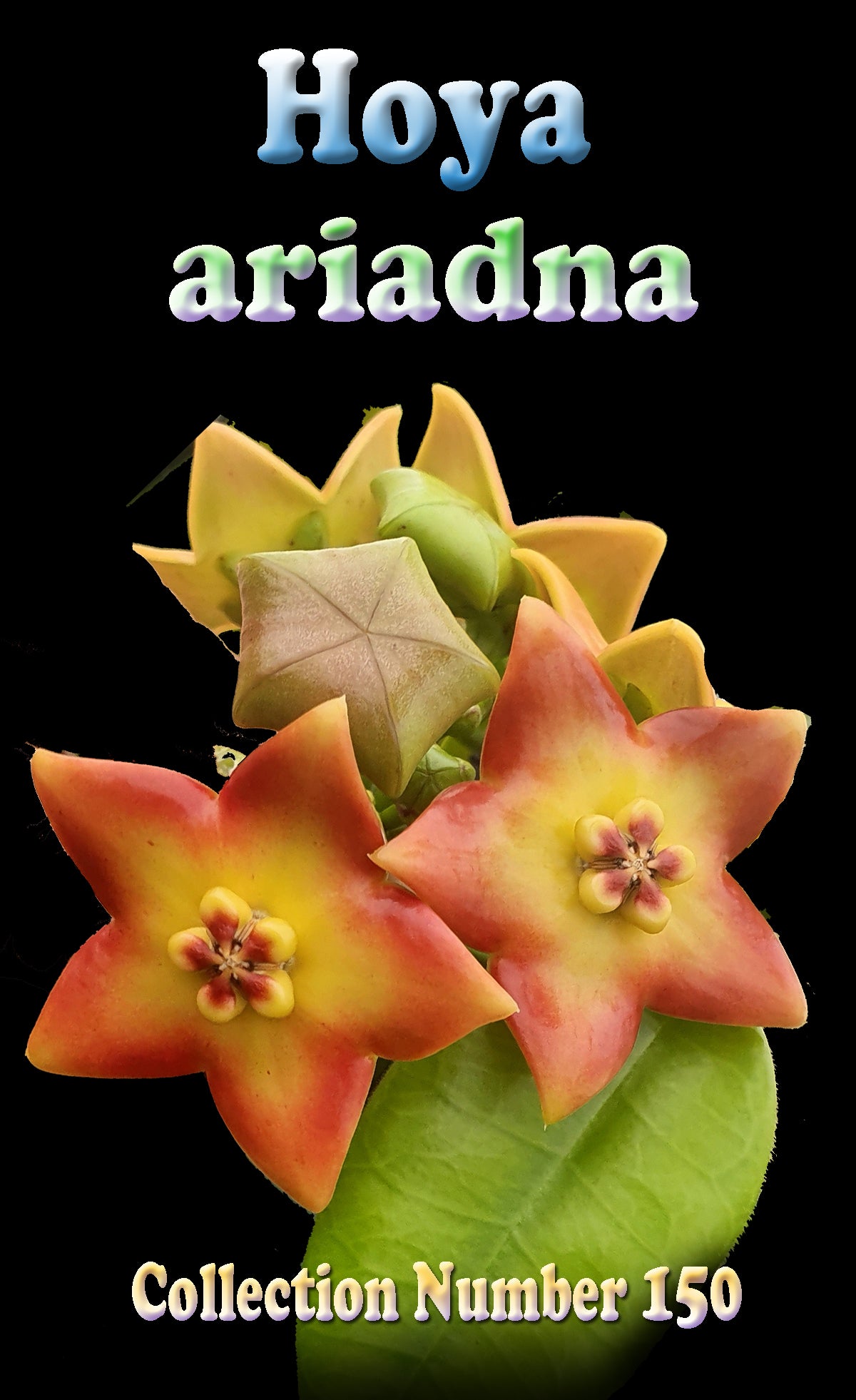 Hoya ariadna H150 showing distinctive orange red flowers