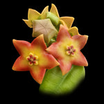 Hoya ariadna H150 with orange red star-shaped flowers