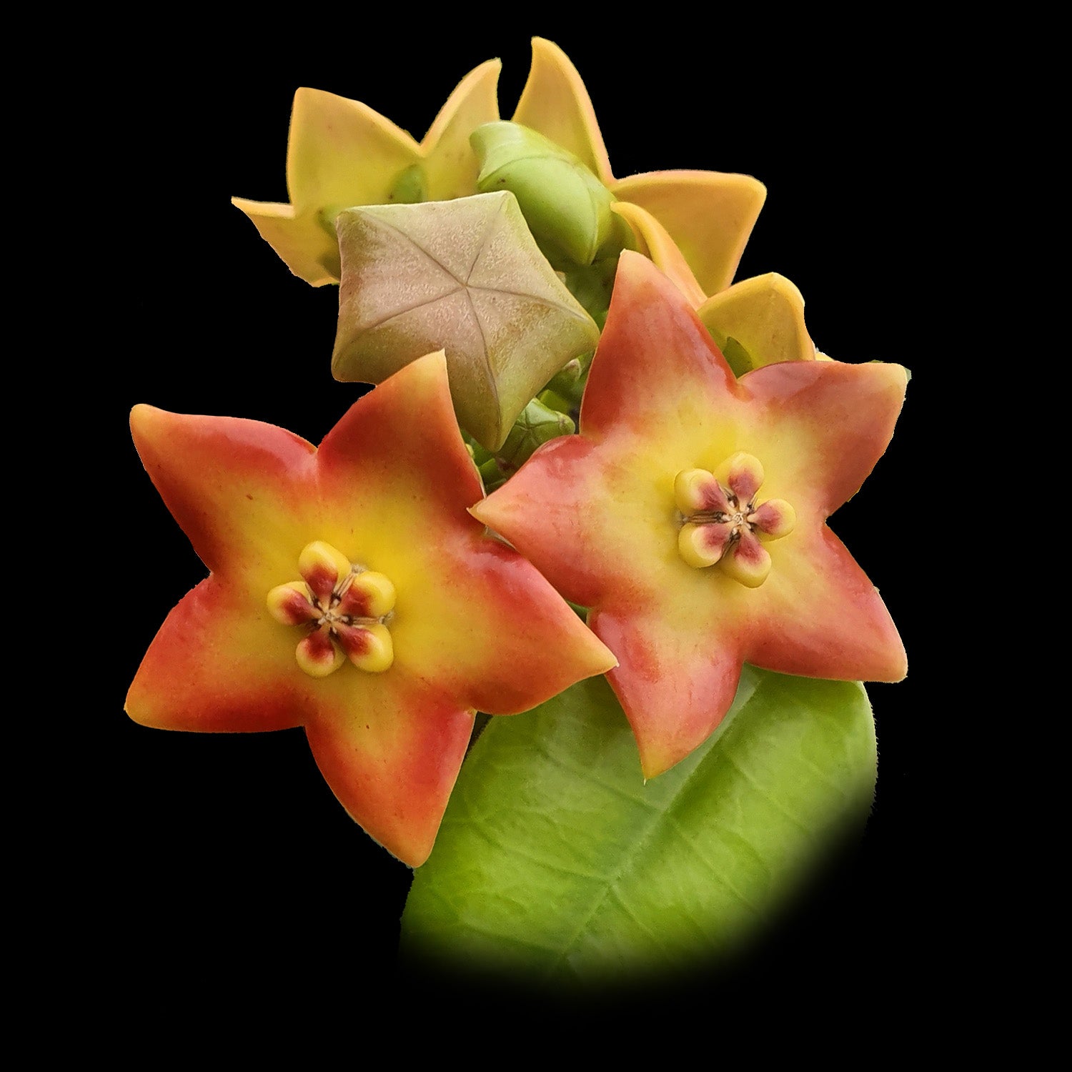 Hoya ariadna H150 with orange red star-shaped flowers