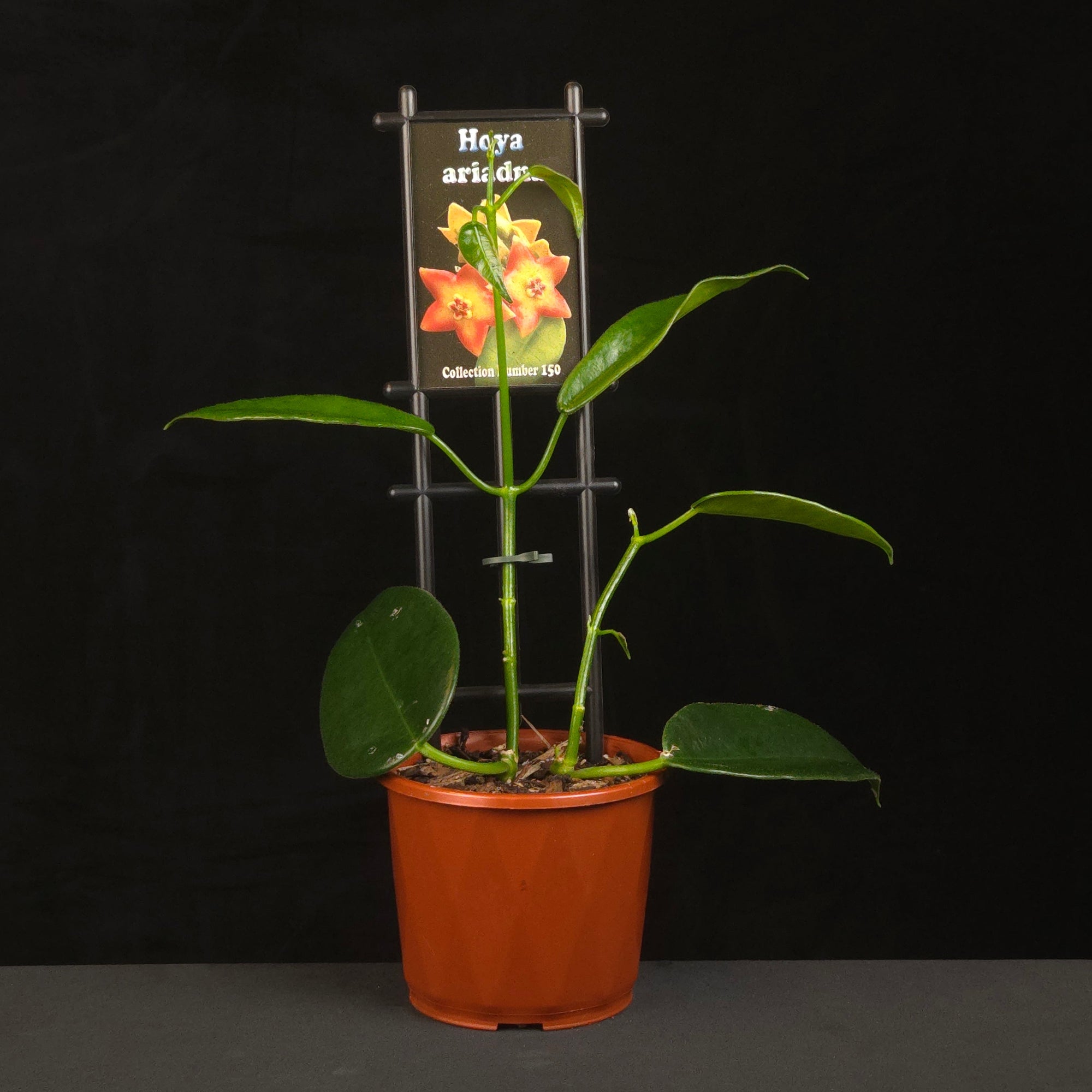 Hoya ariadna H150 growing on support in nursery pot