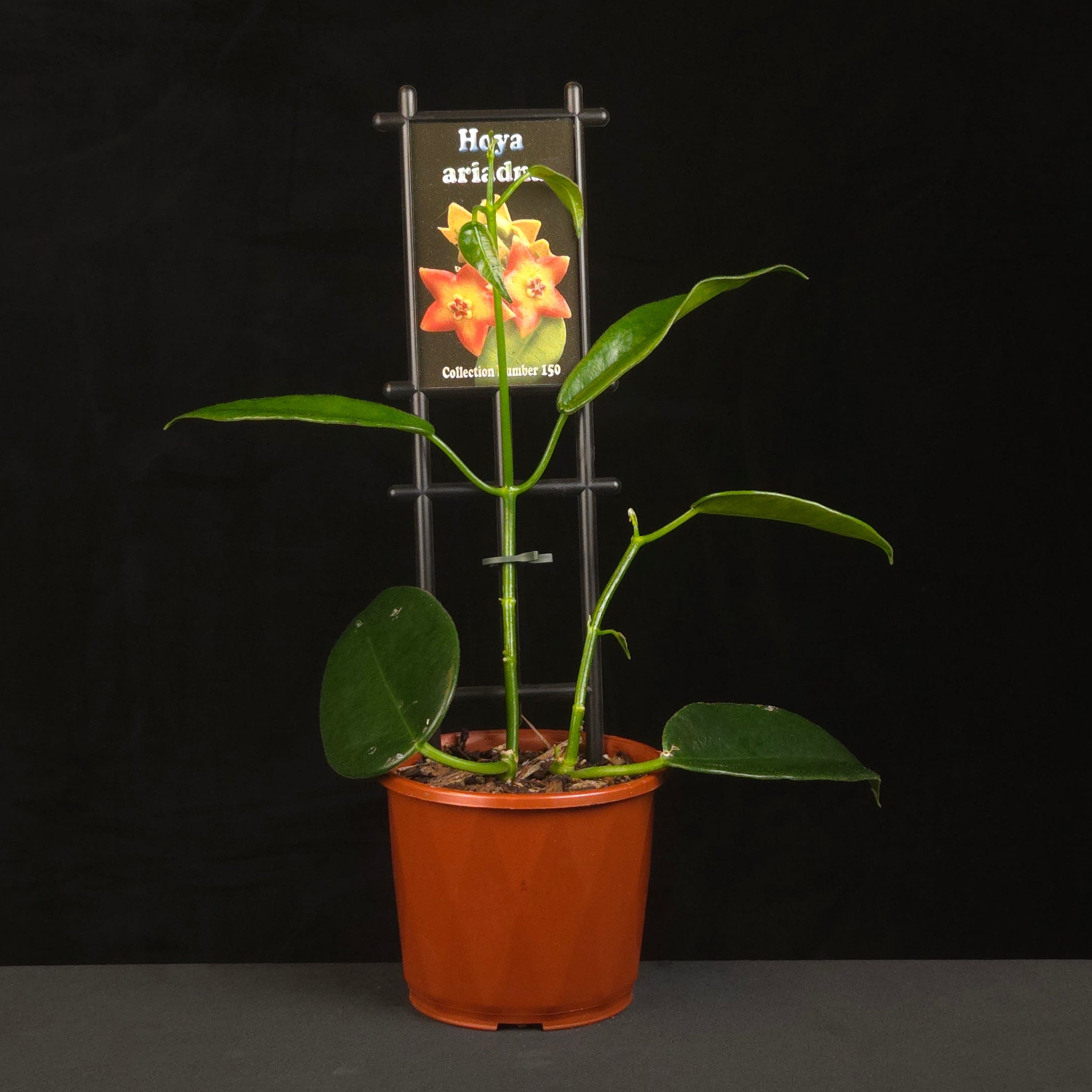 Hoya ariadna H150 growing on support in nursery pot