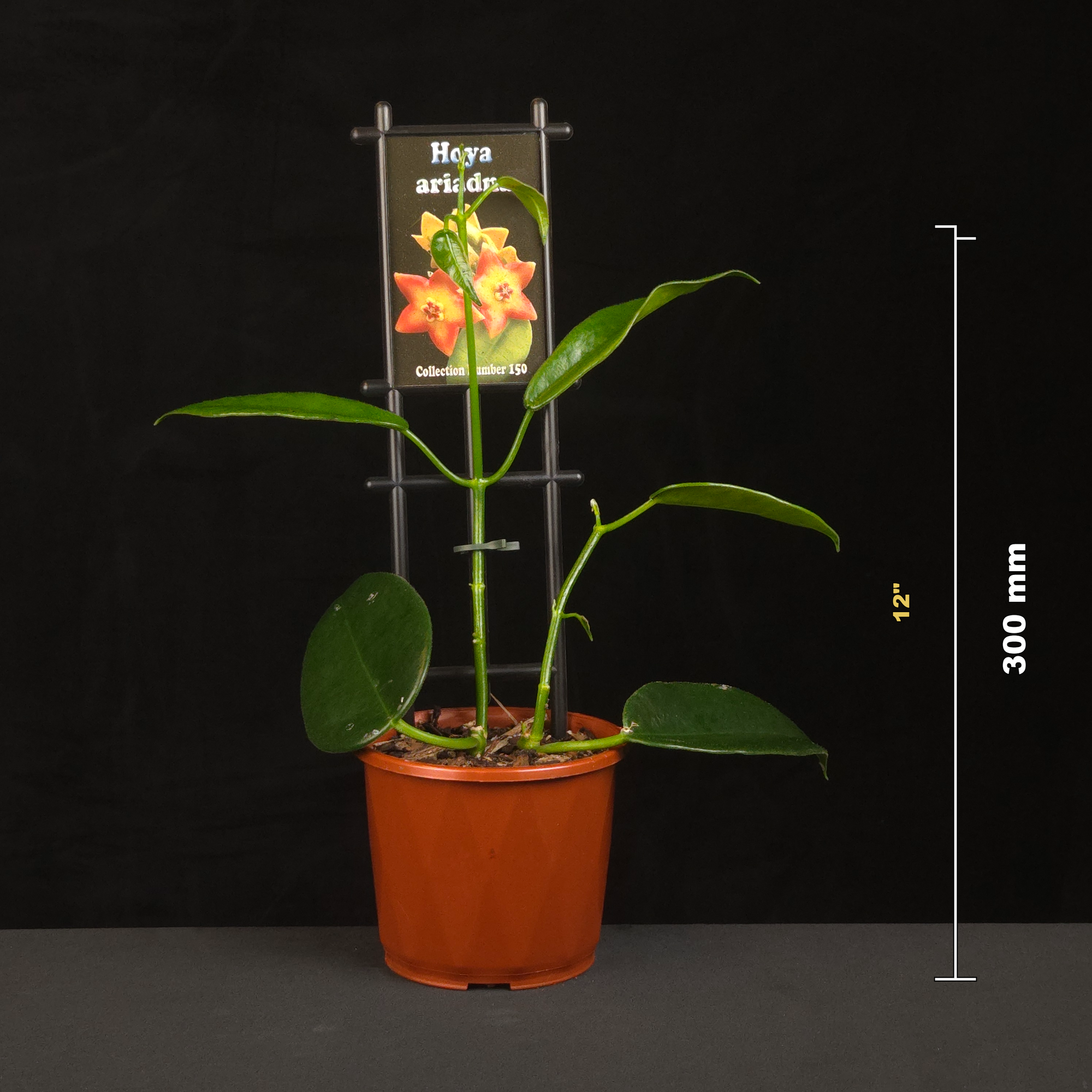 Hoya ariadna H150 potted plant shown with size reference