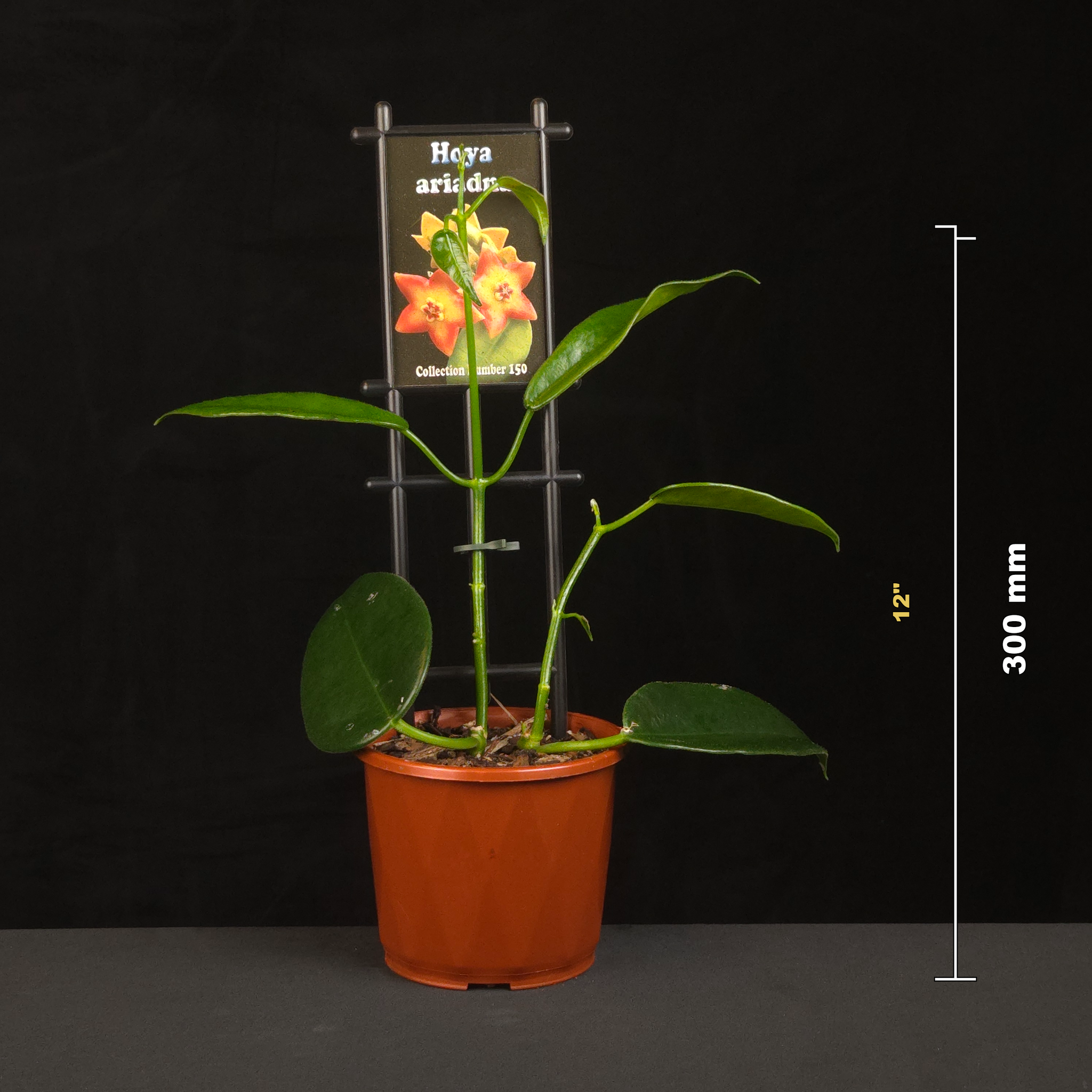 Hoya ariadna H150 potted plant shown with size reference