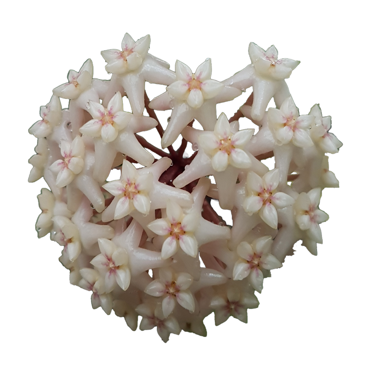 Hoya arnottiana H105 rounded flower cluster