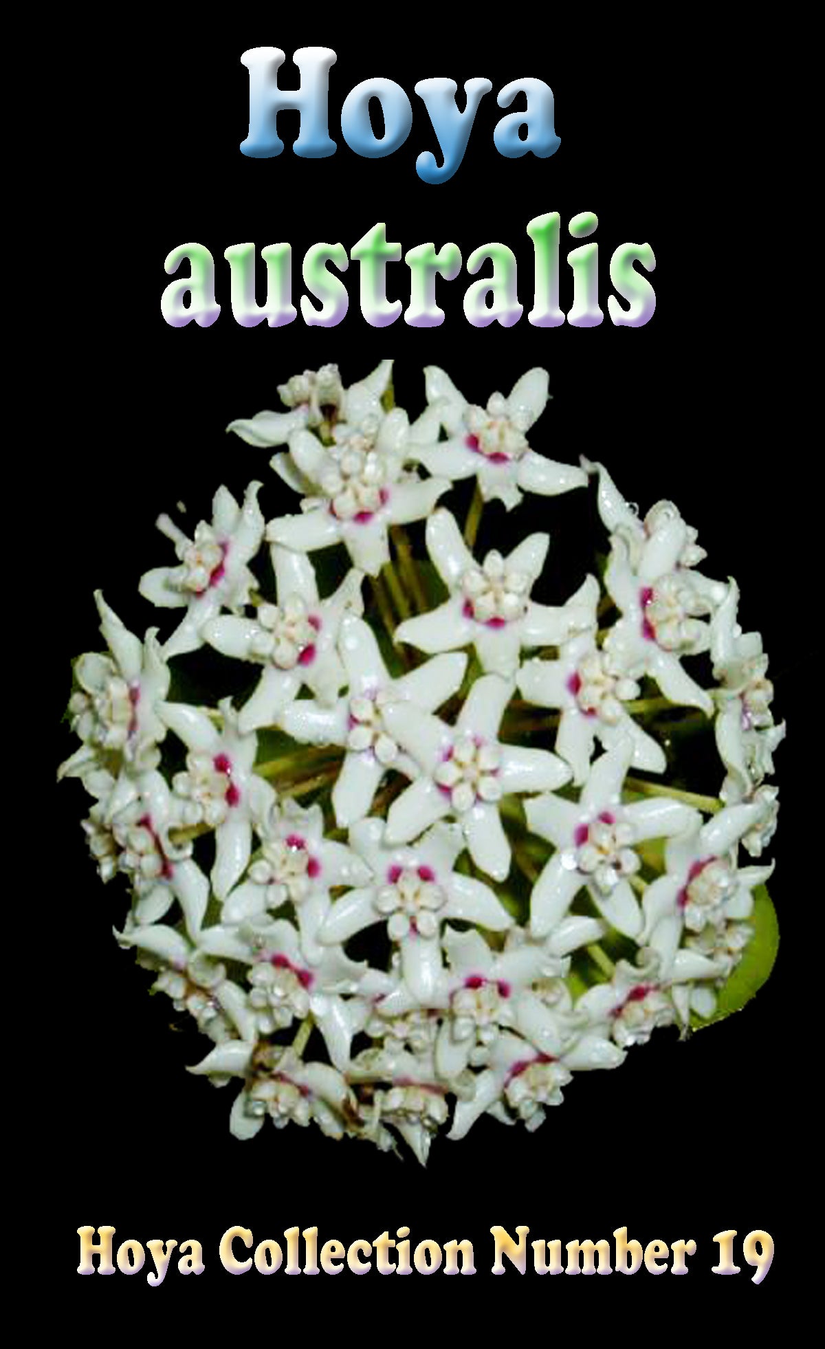 Hoya australis H019 feature image showing white flower cluster